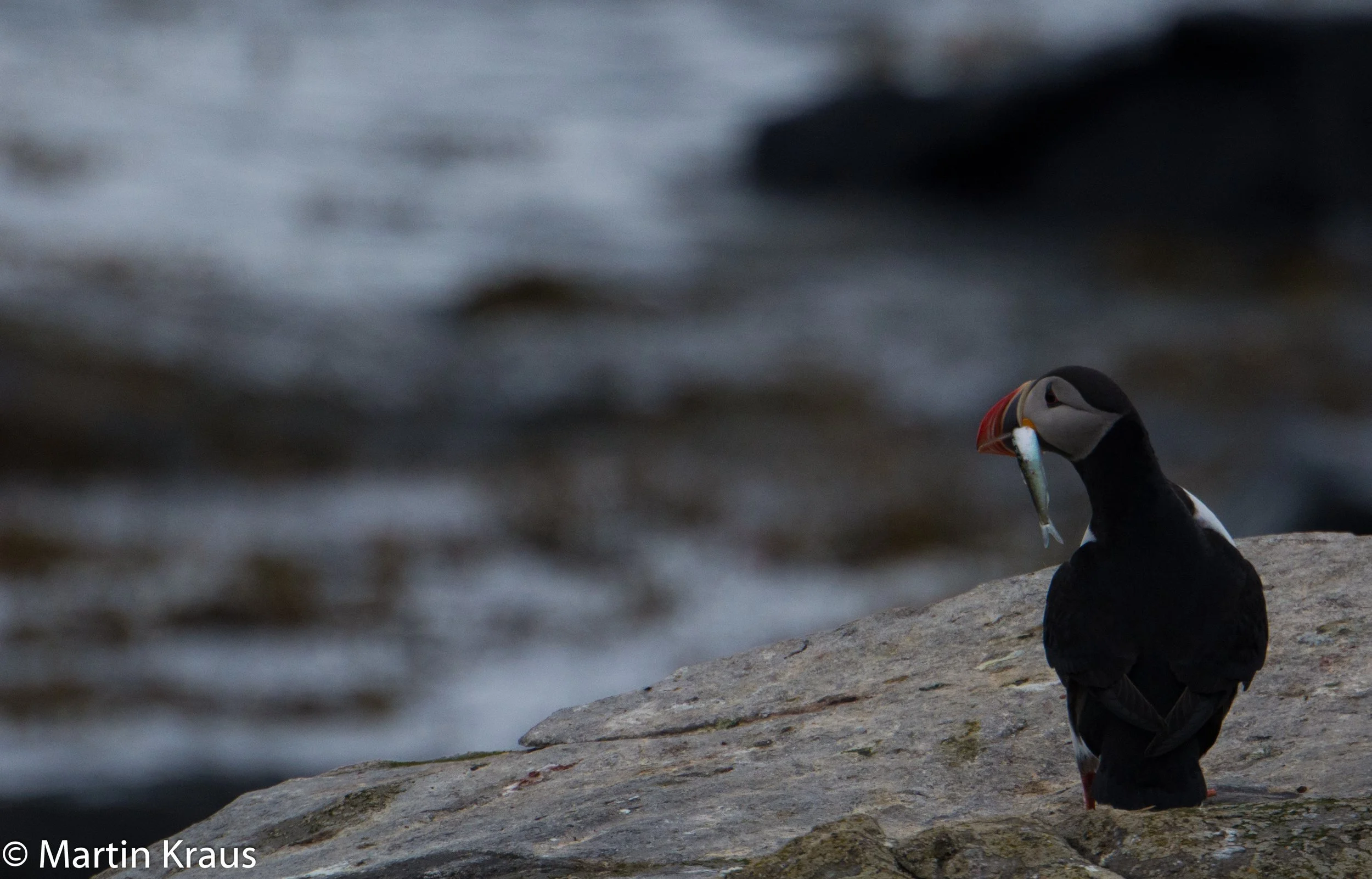 martin kraus-3993.jpg