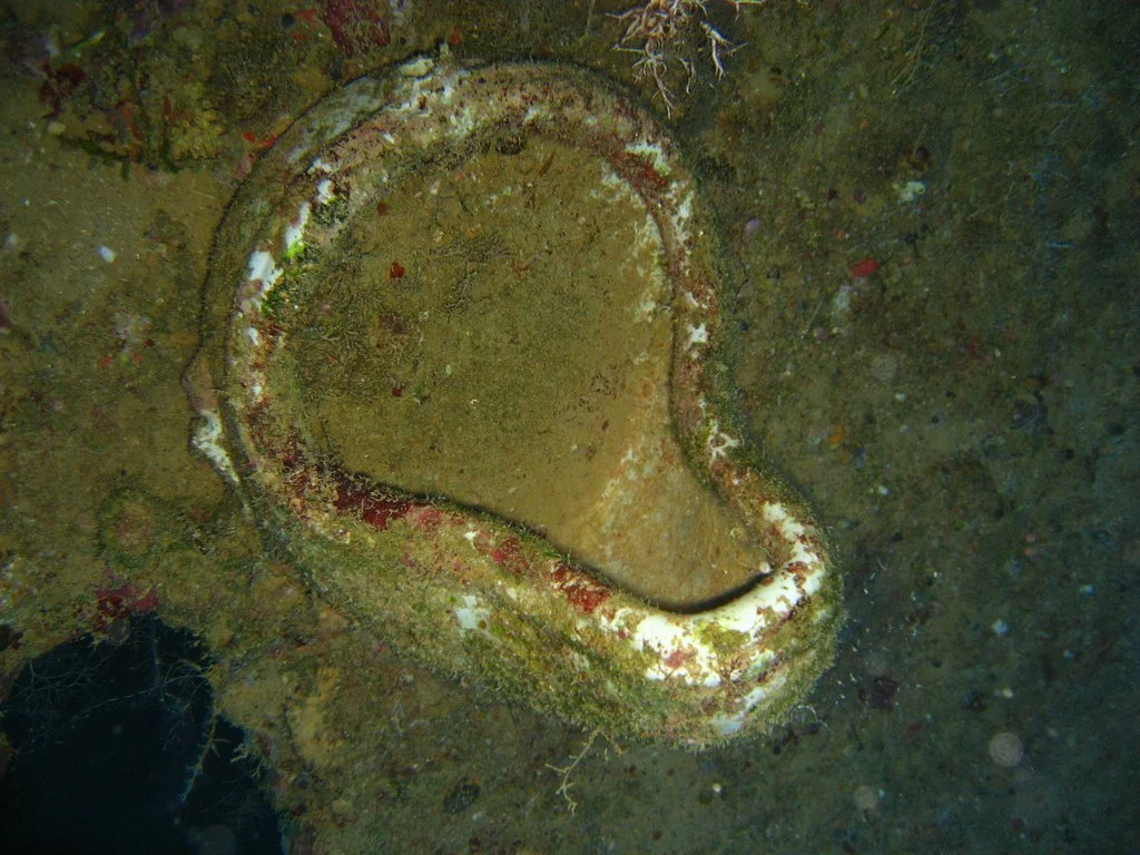 10 dive San Francisco Maru-29.JPG