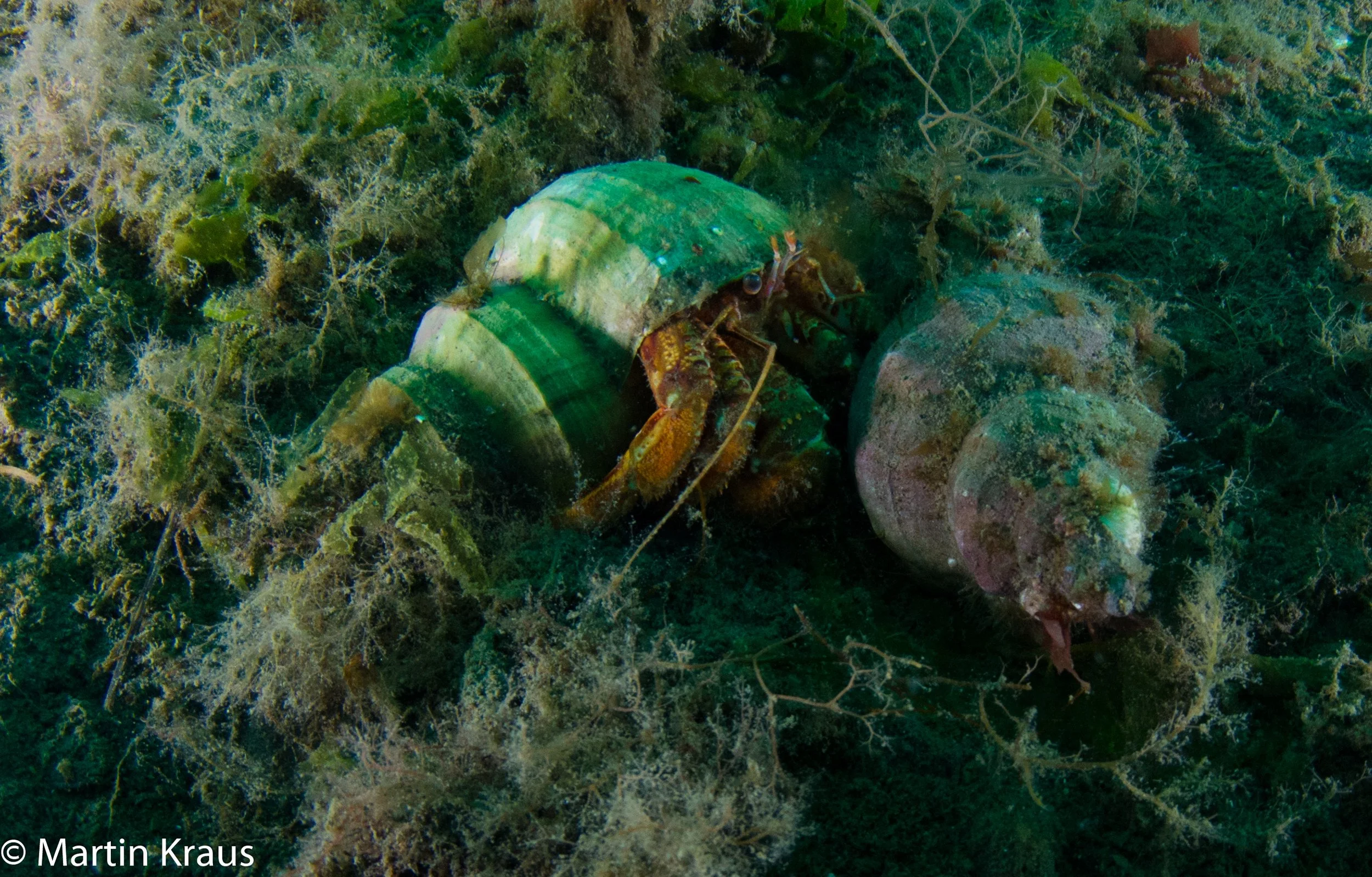 martin kraus-2085.jpg