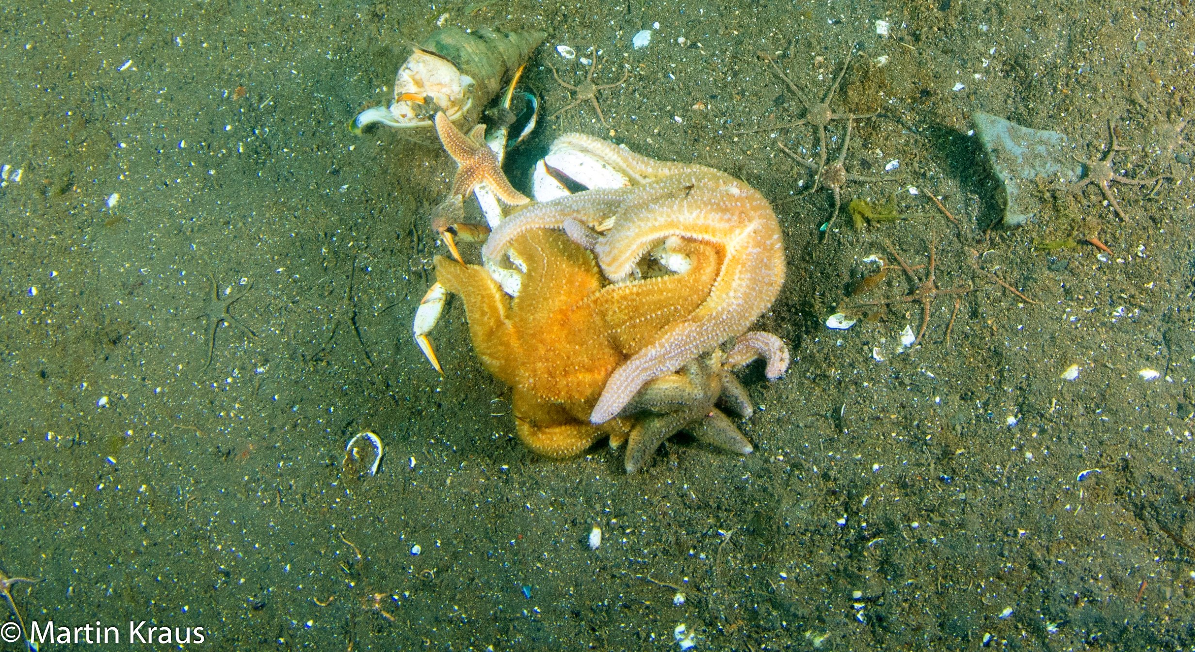 martin kraus-2132.jpg