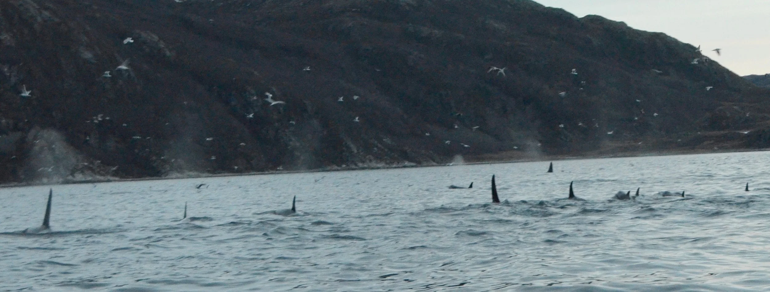 Orcas Humpbacks