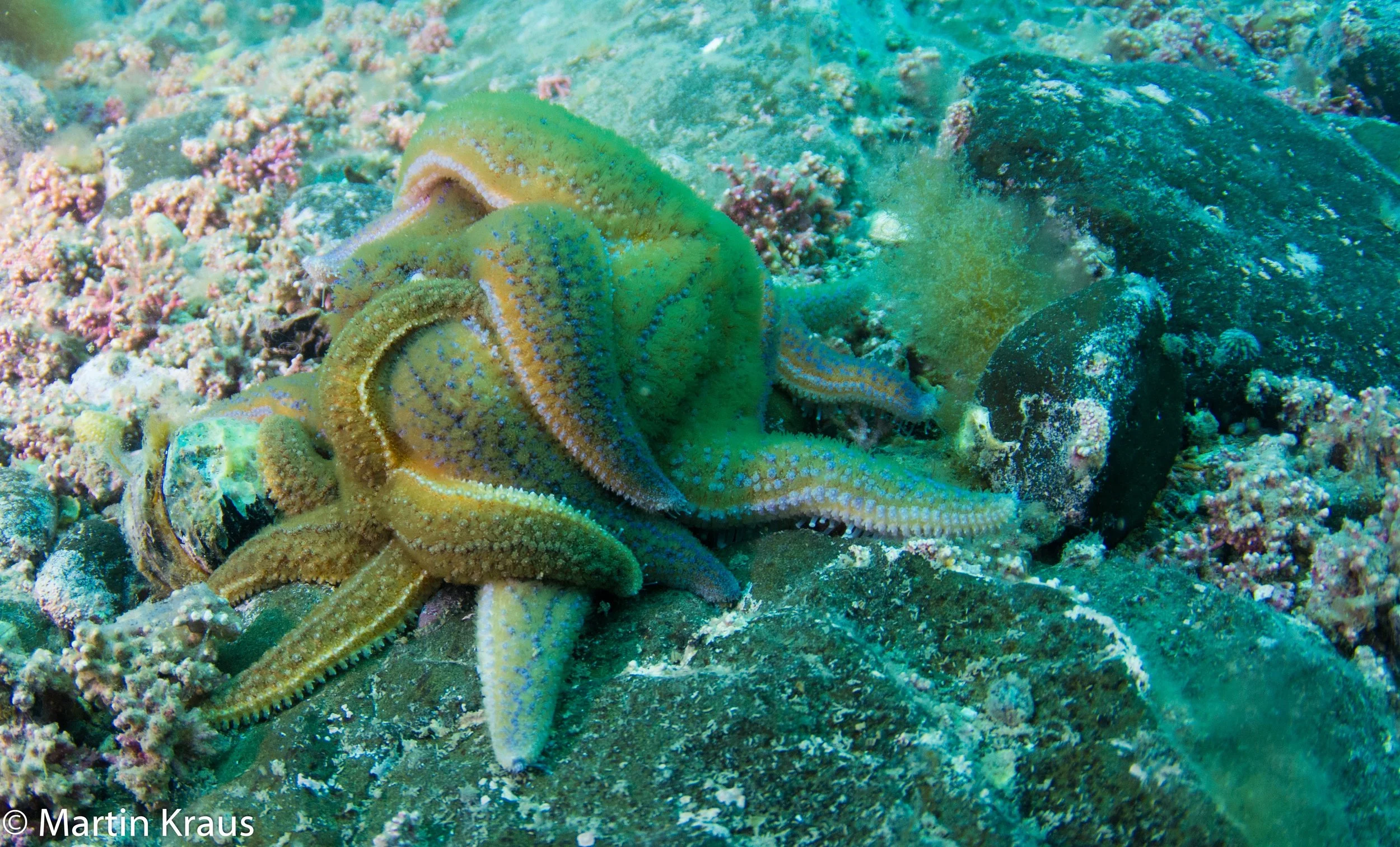 martin kraus-2249.jpg