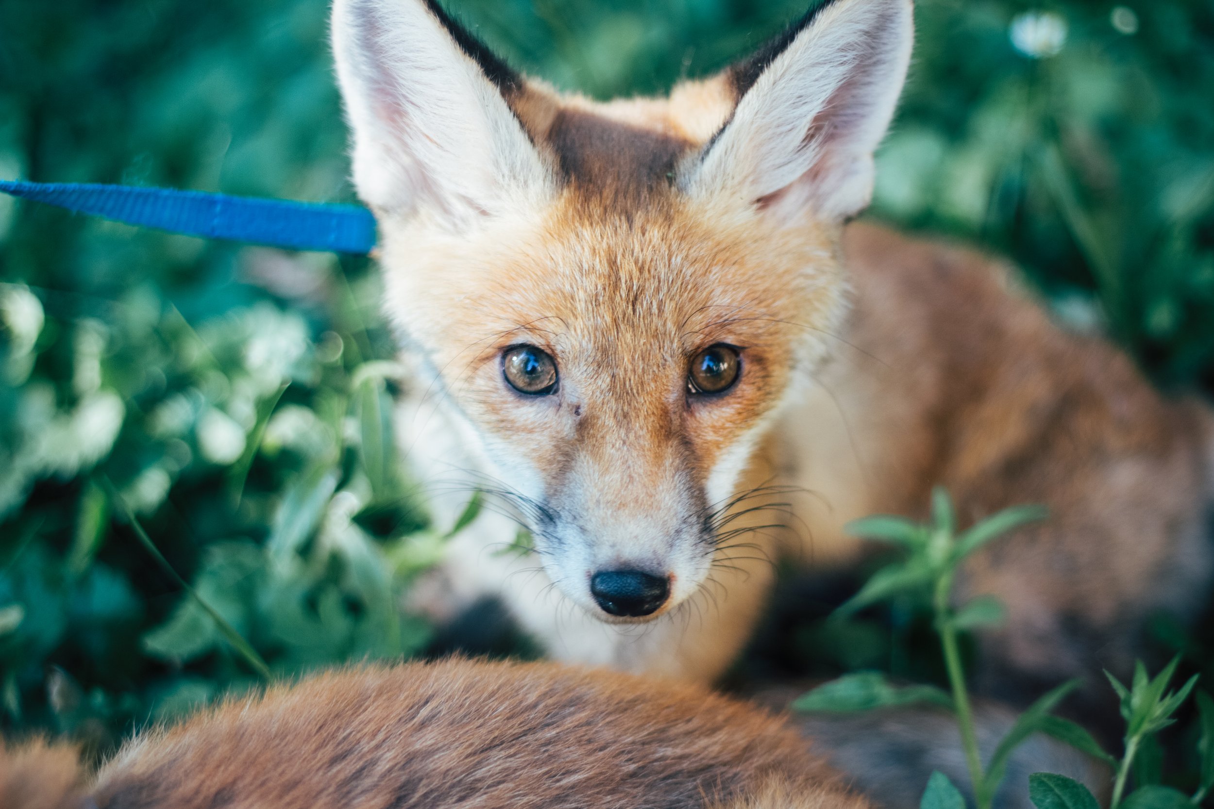 Fox Walk - Ukraine