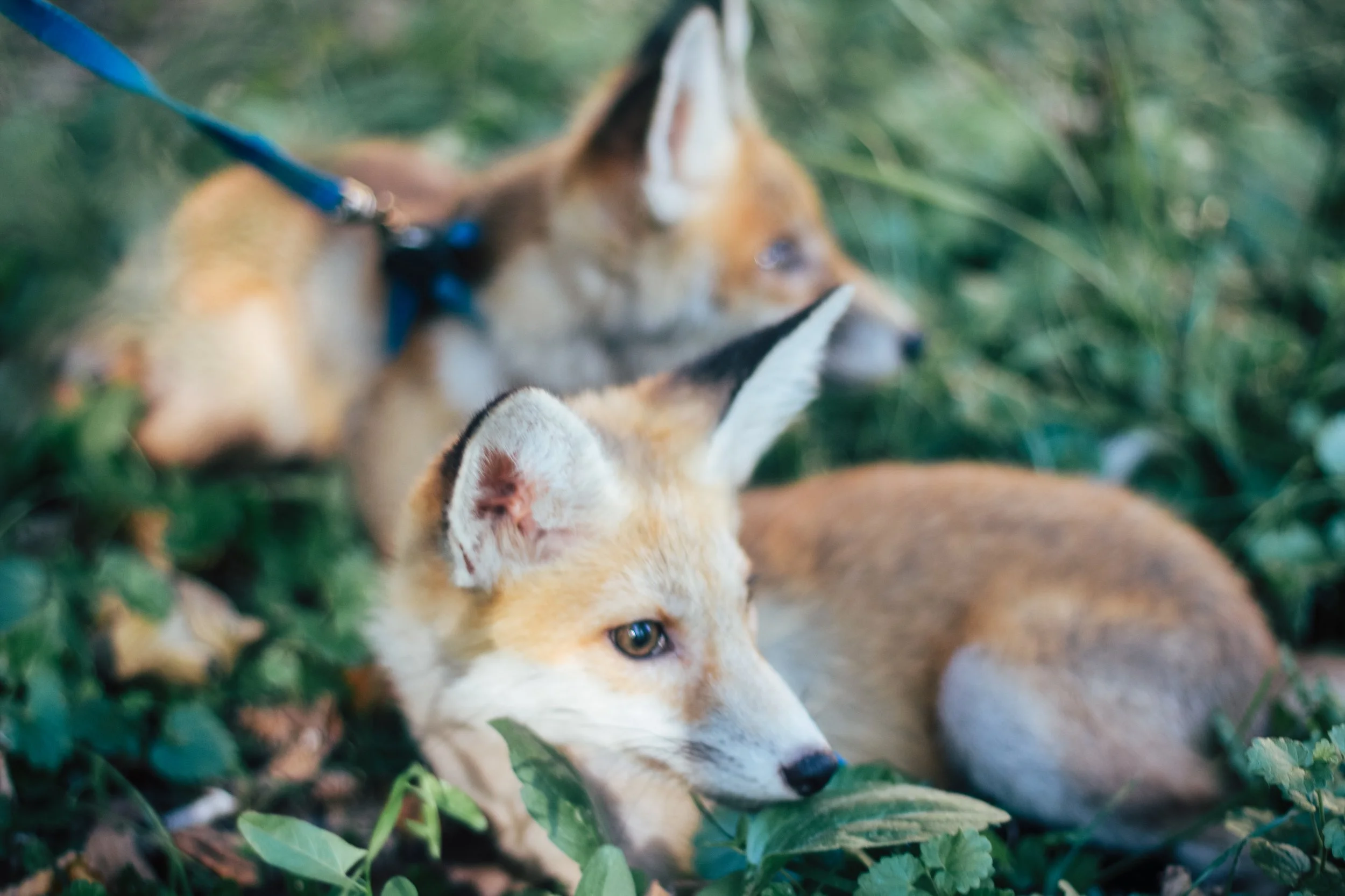 Canon EOS 60D1642.jpg