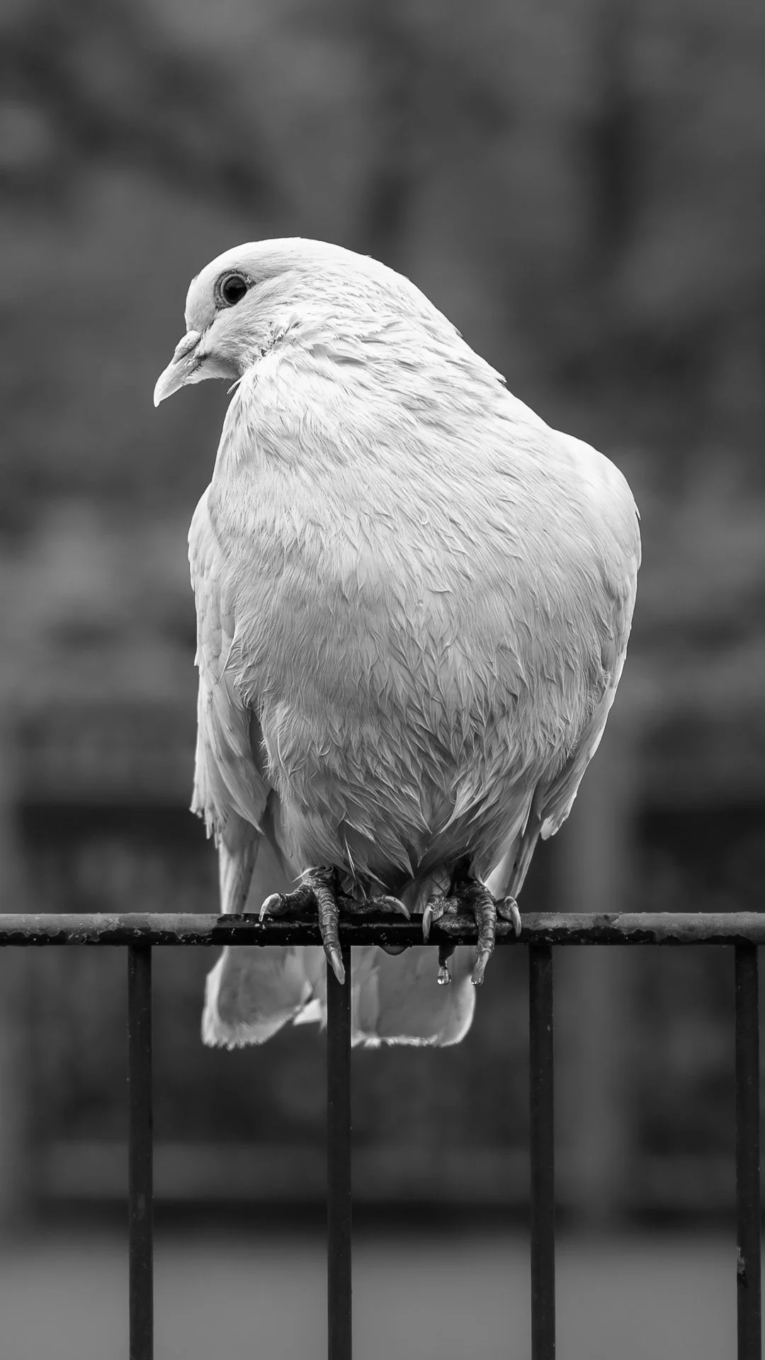 Minimalist White Dove Portrait - Phone Wallpaper