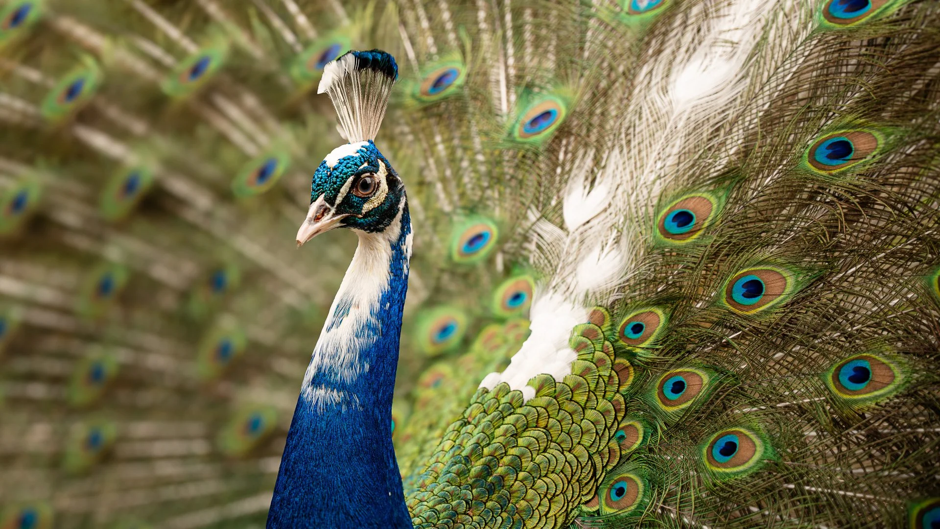 Peacock - Desktop Wallpaper
