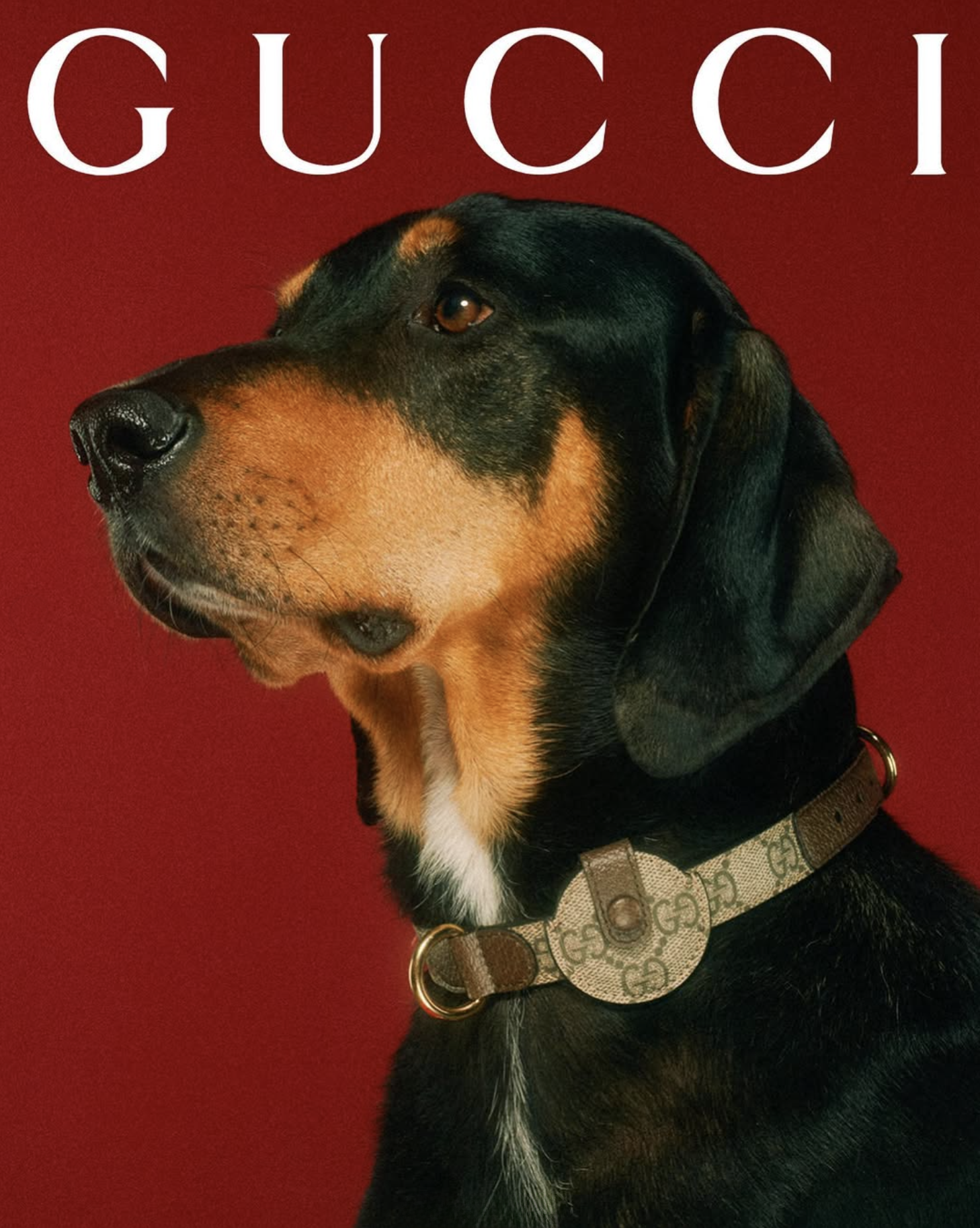 GUCCI PET - PH. MAX SIEDENTOPF