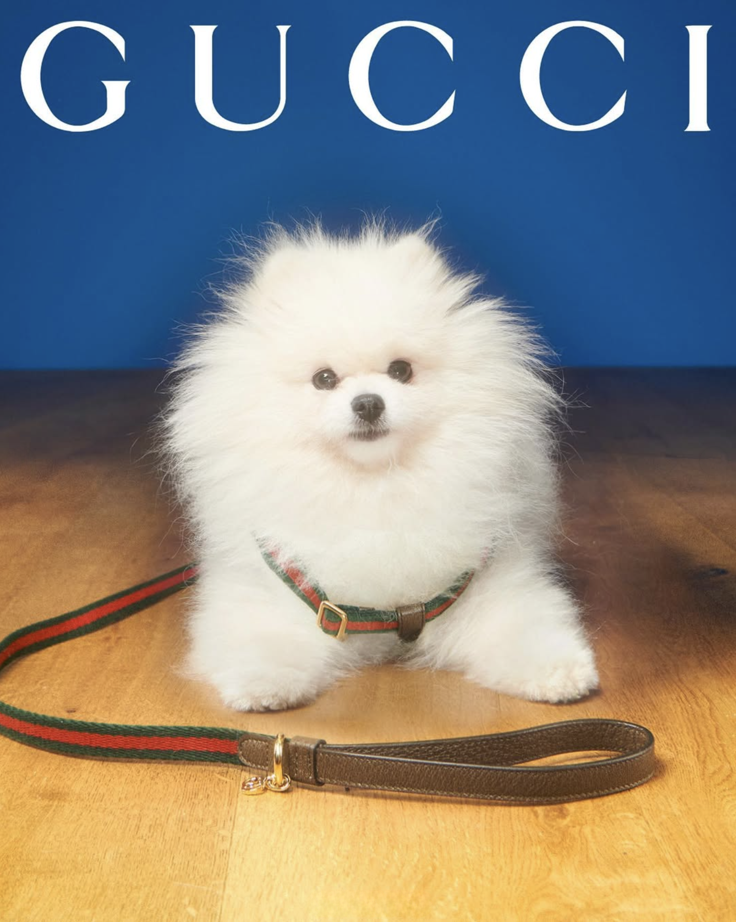 GUCCI PET - PH. MAX SIEDENTOPF