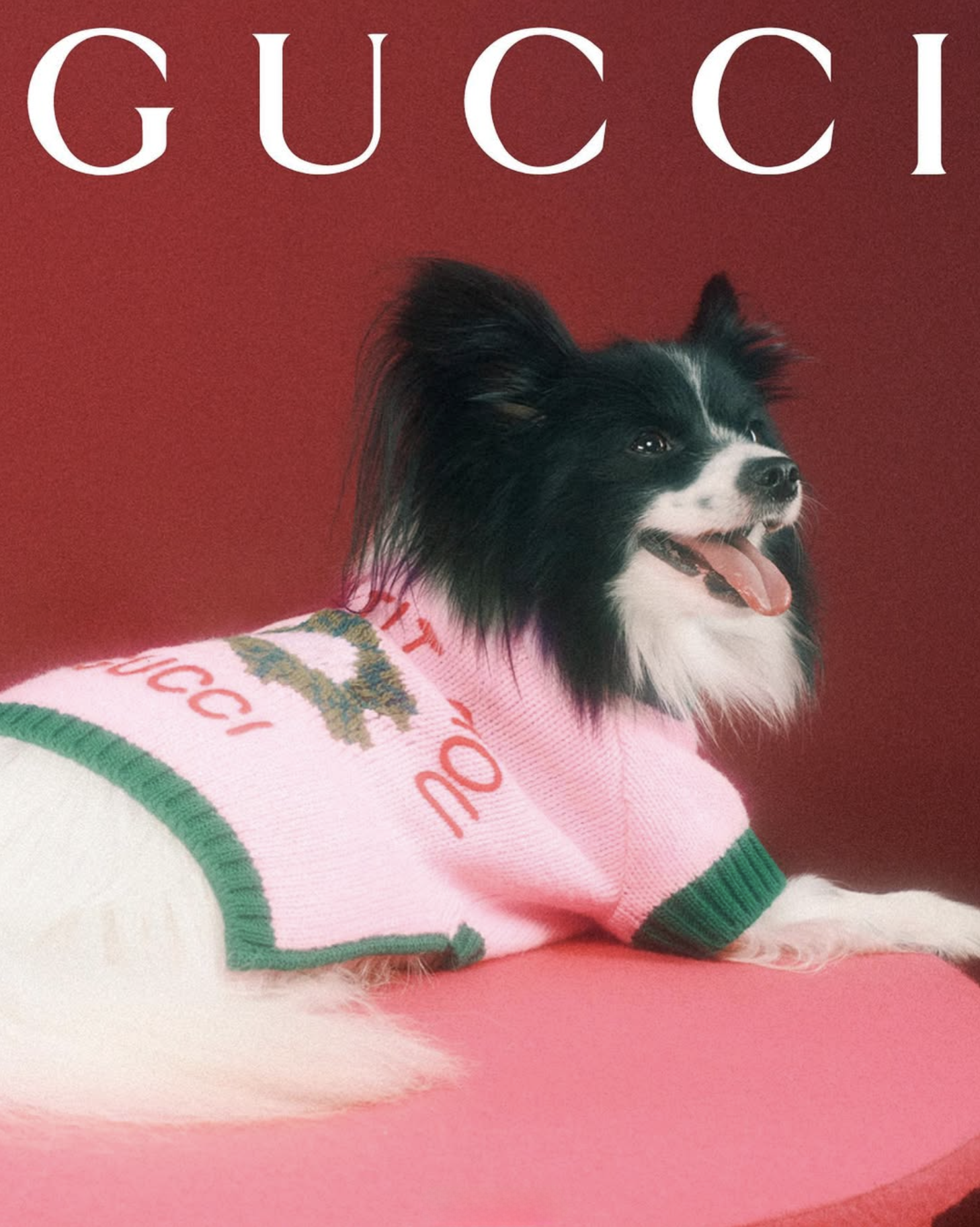 GUCCI PET - PH. MAX SIEDENTOPF