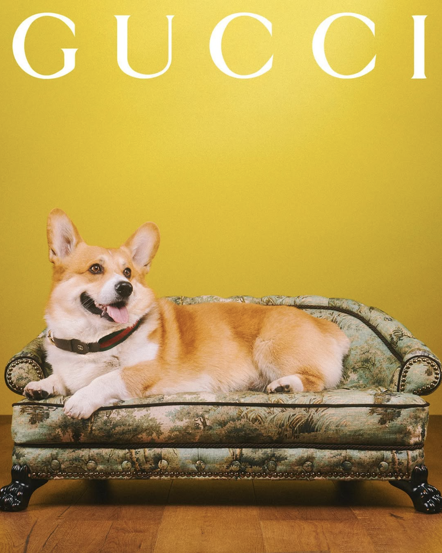 GUCCI PET - PH. MAX SIEDENTOPF