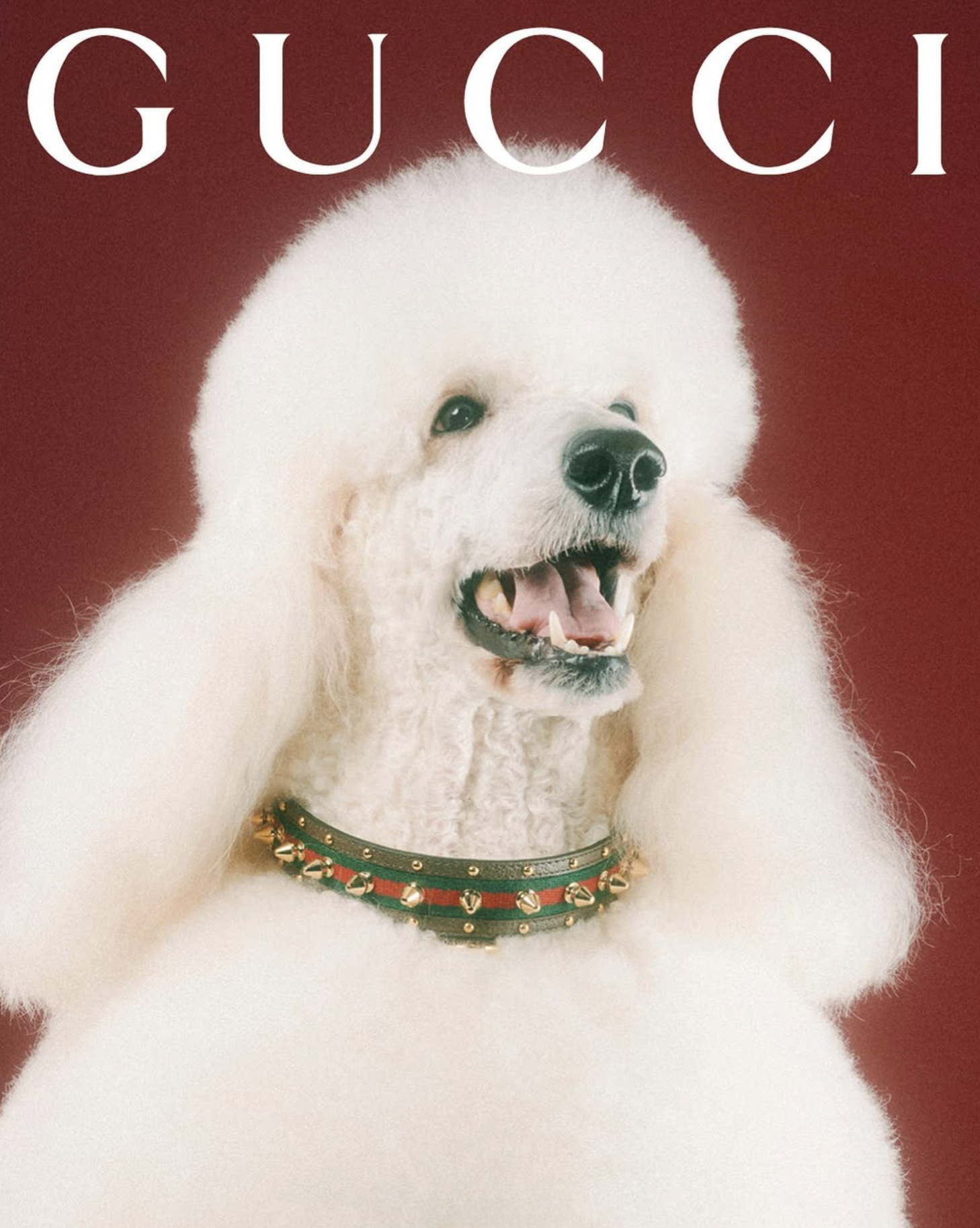 GUCCI PET - PH. MAX SIEDENTOPF