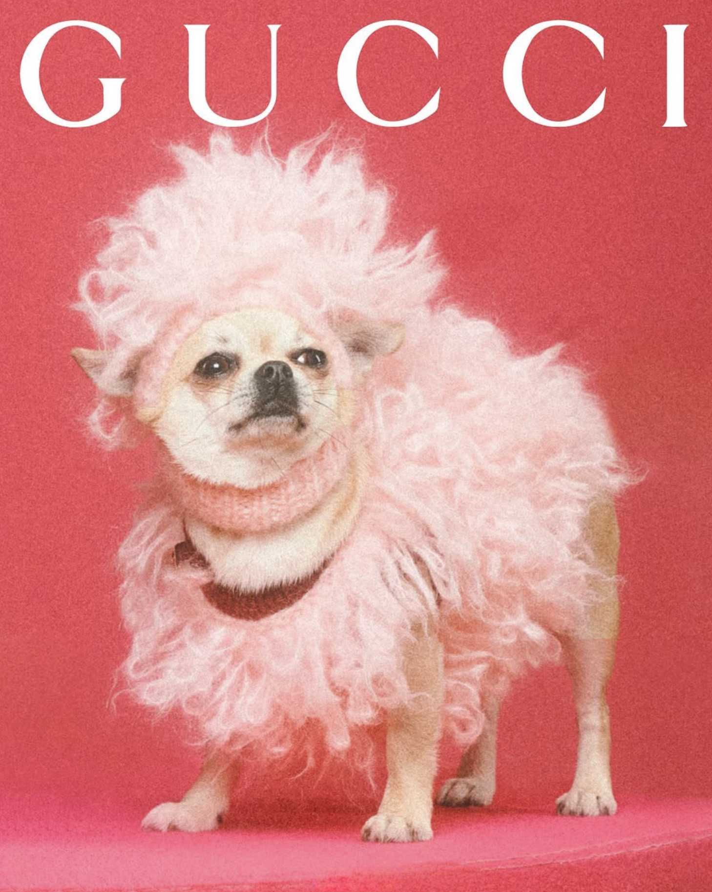GUCCI PET - PH. MAX SIEDENTOPF