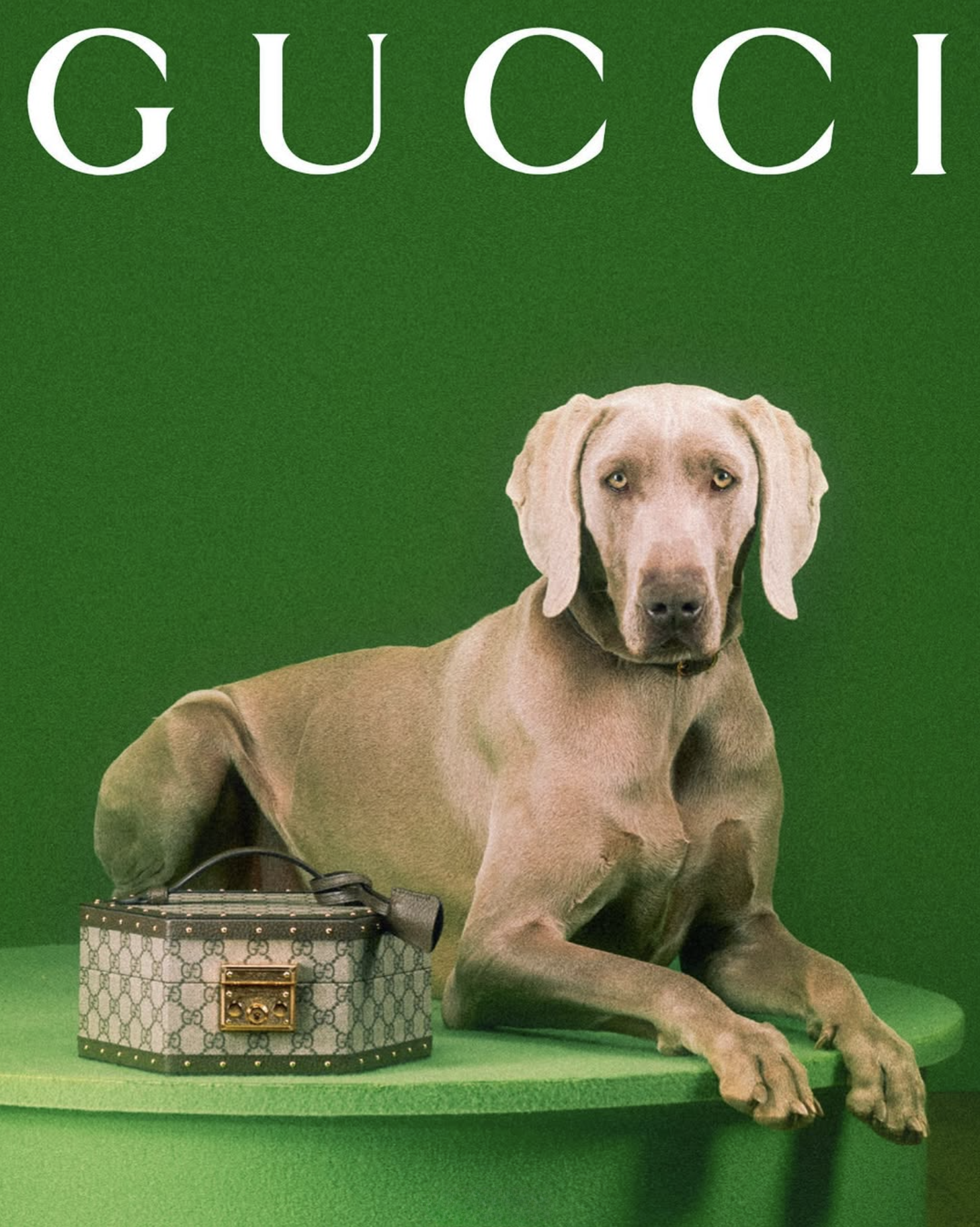 GUCCI PET - PH. MAX SIEDENTOPF
