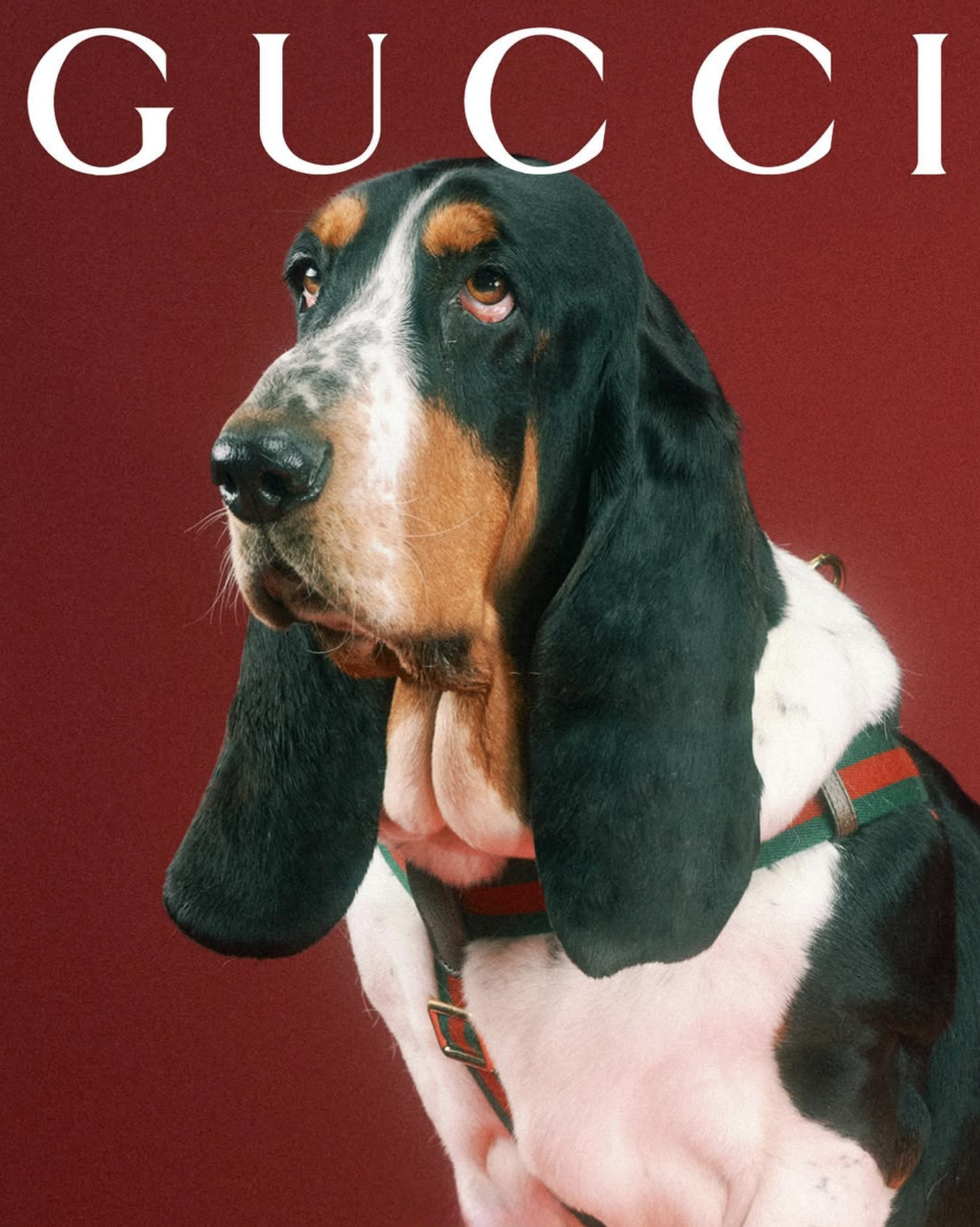 GUCCI PET - PH. MAX SIEDENTOPF