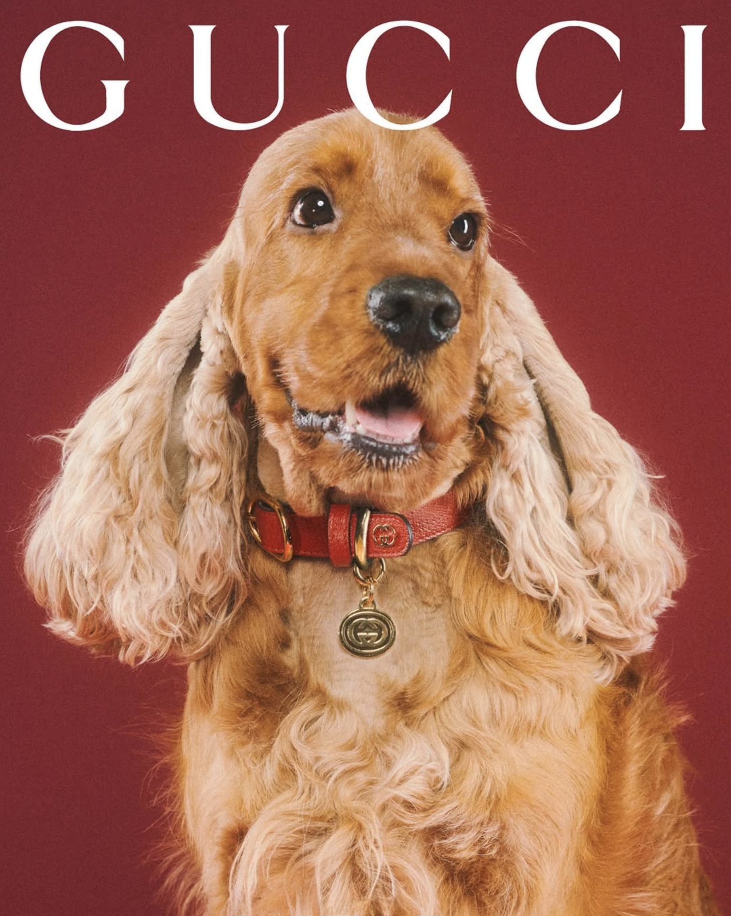 GUCCI PET - PH. MAX SIEDENTOPF