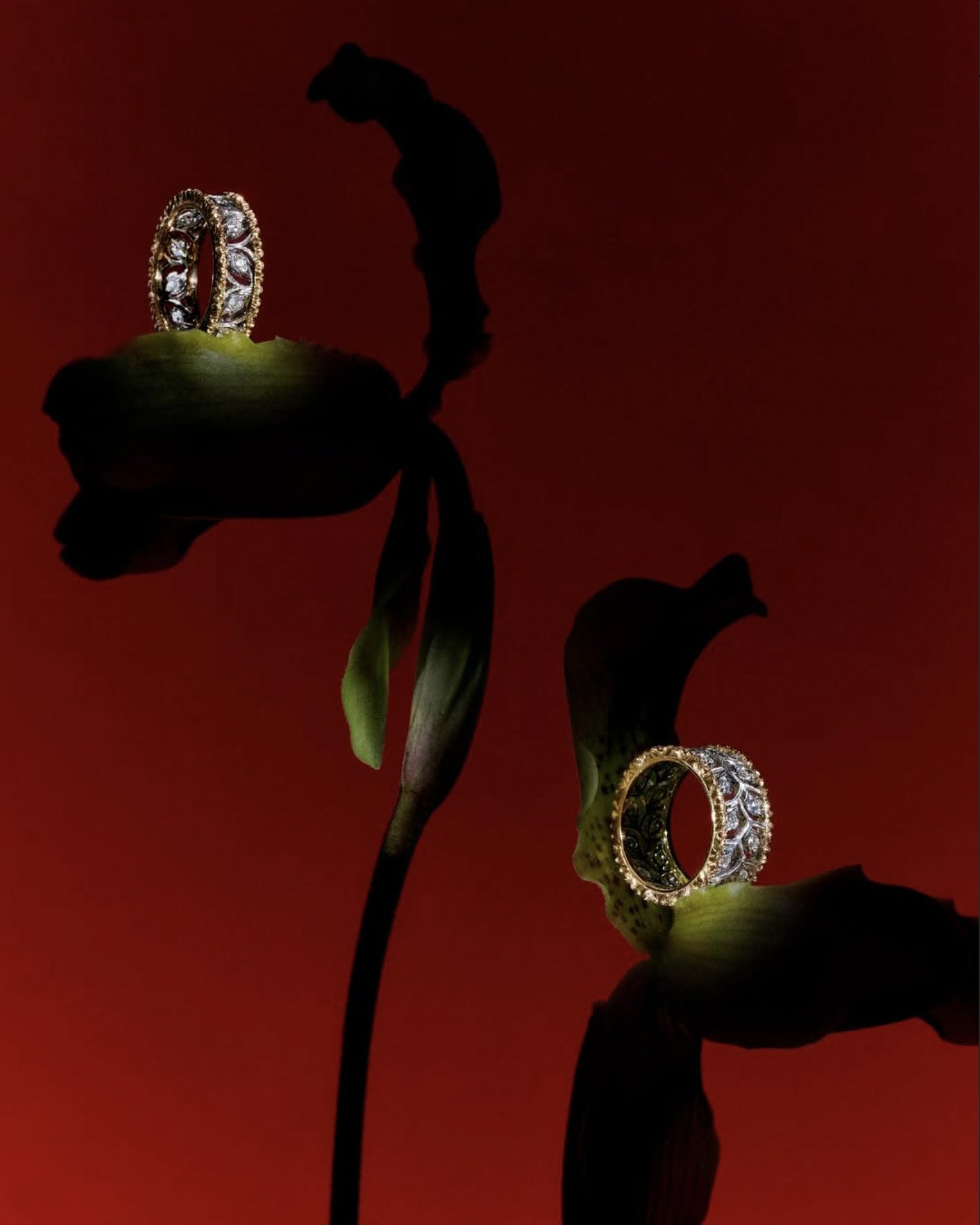 BUCCELLATI - PH. SARA ZANONI