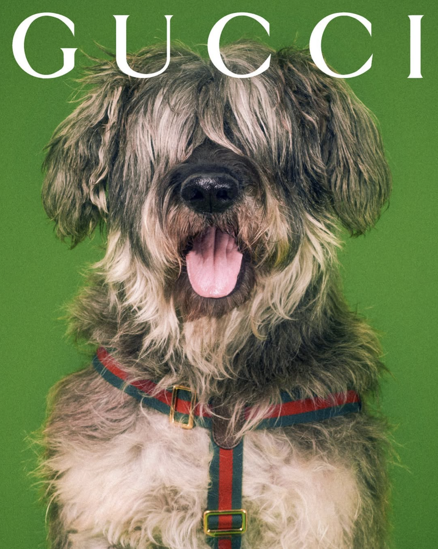 GUCCI PET - PH. MAX SIEDENTOPF