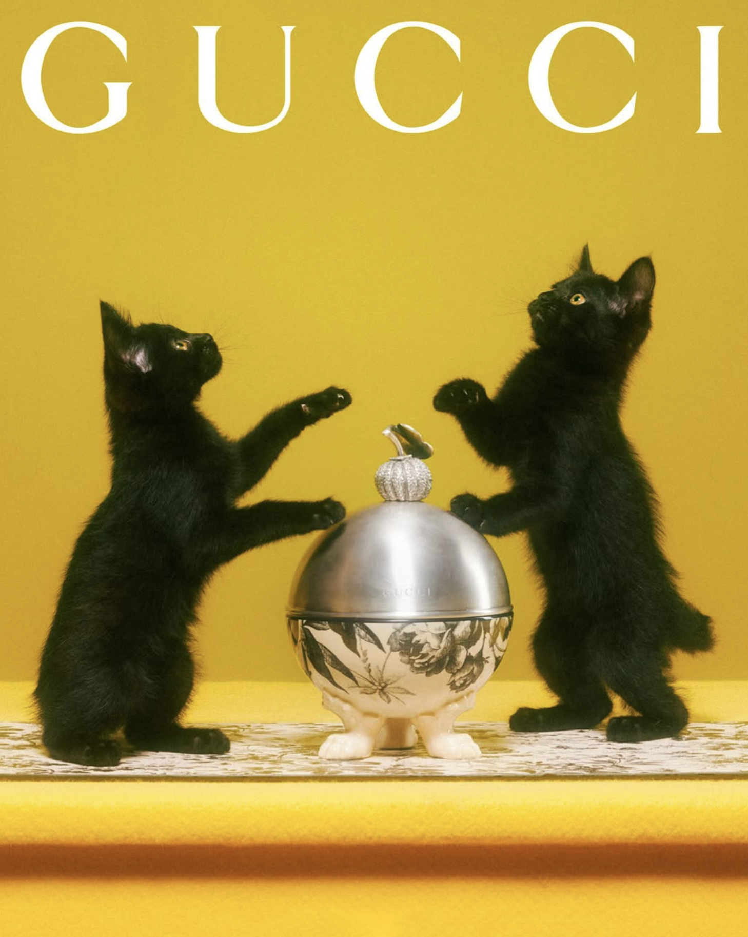 GUCCI PET - PH. MAX SIEDENTOPF