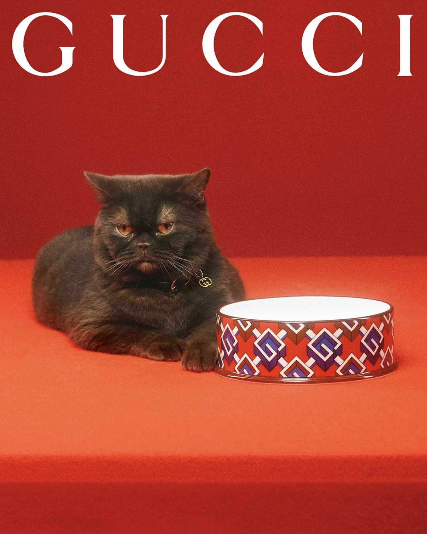 GUCCI PET - PH. MAX SIEDENTOPF