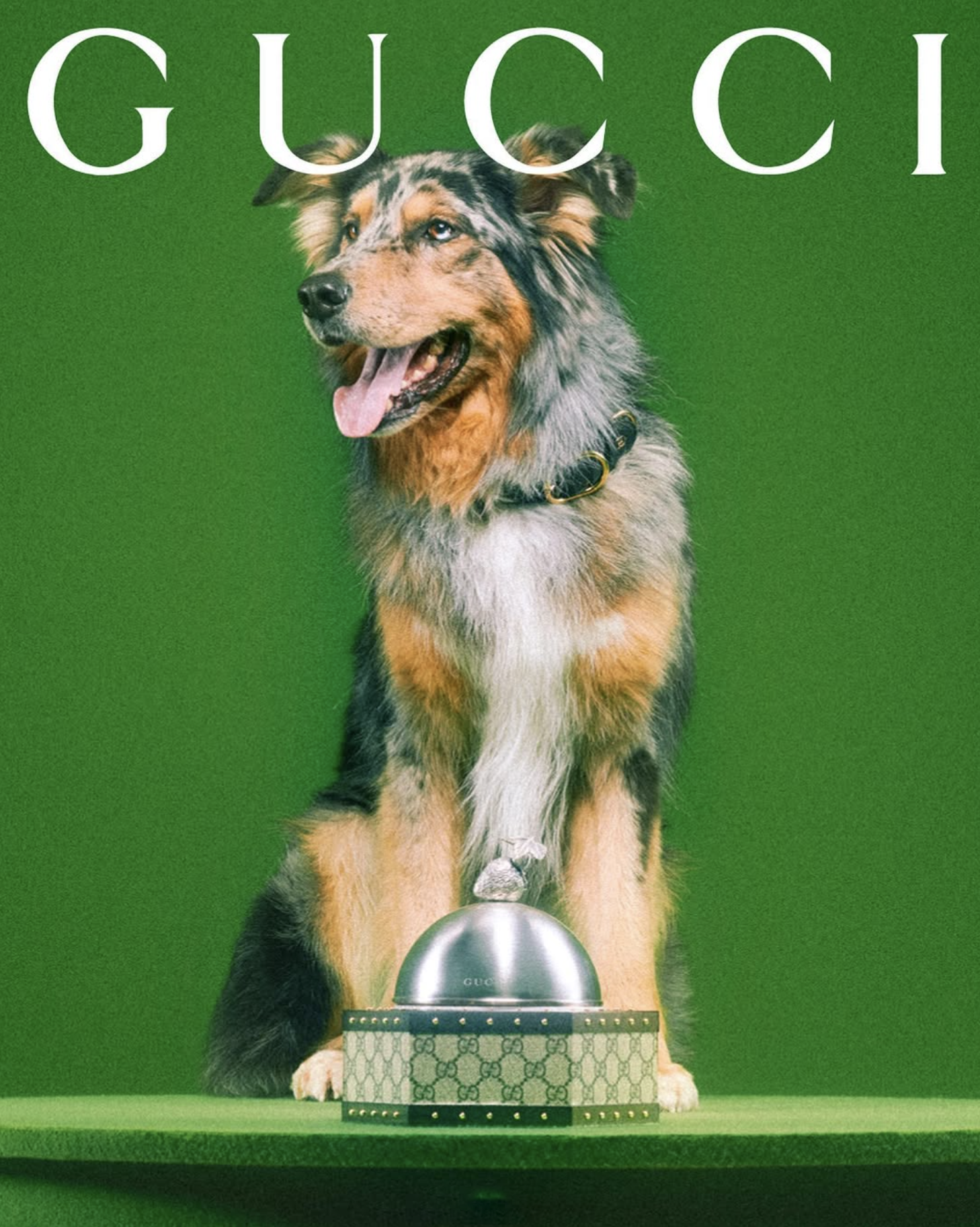 GUCCI PET - PH. MAX SIEDENTOPF