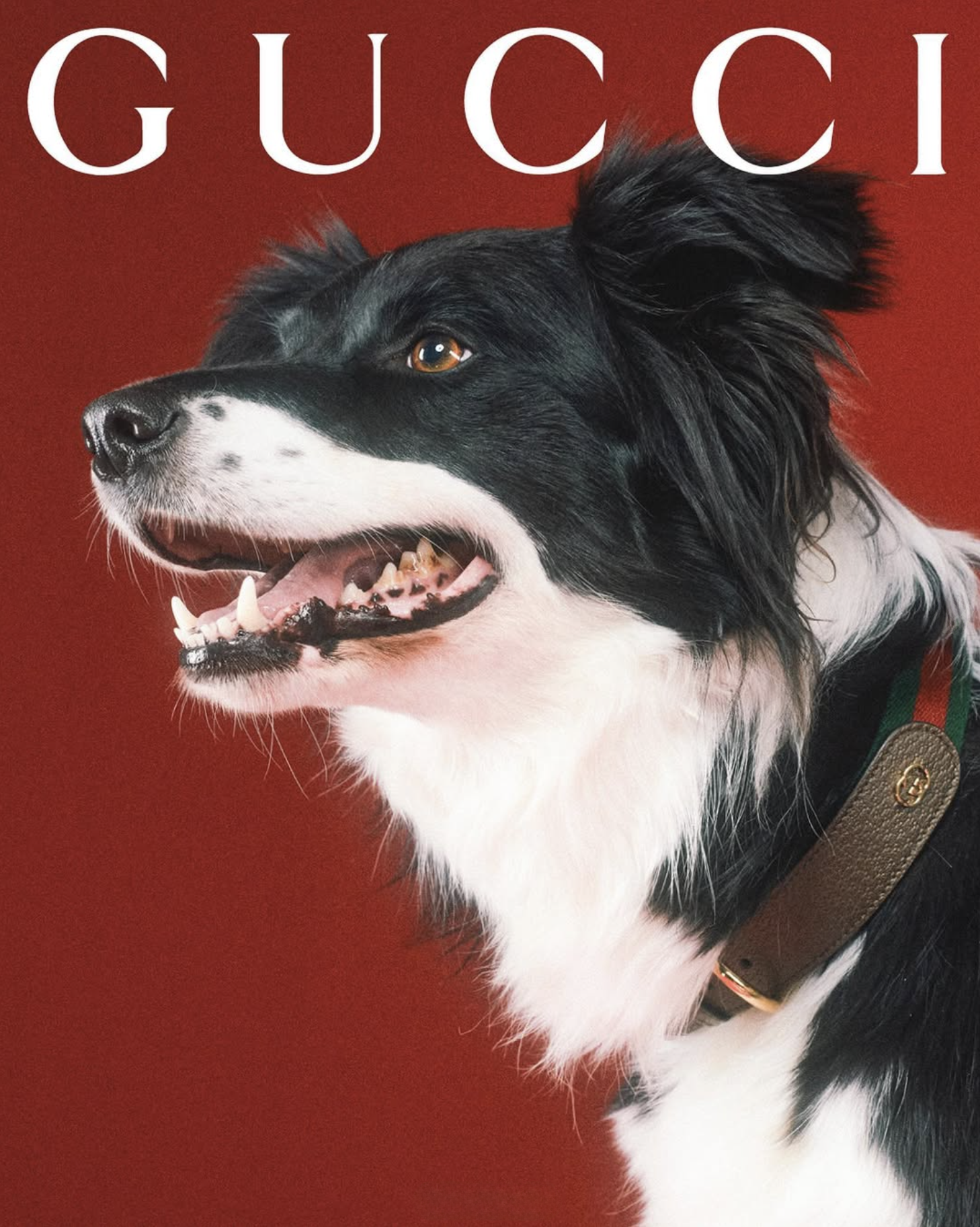 GUCCI PET - PH. MAX SIEDENTOPF