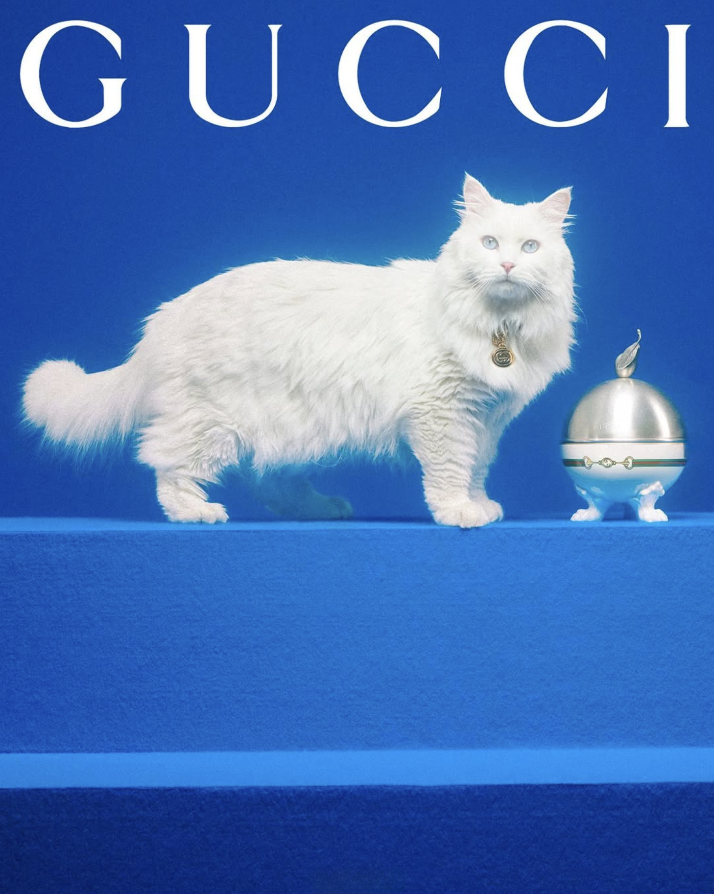 GUCCI PET - PH. MAX SIEDENTOPF