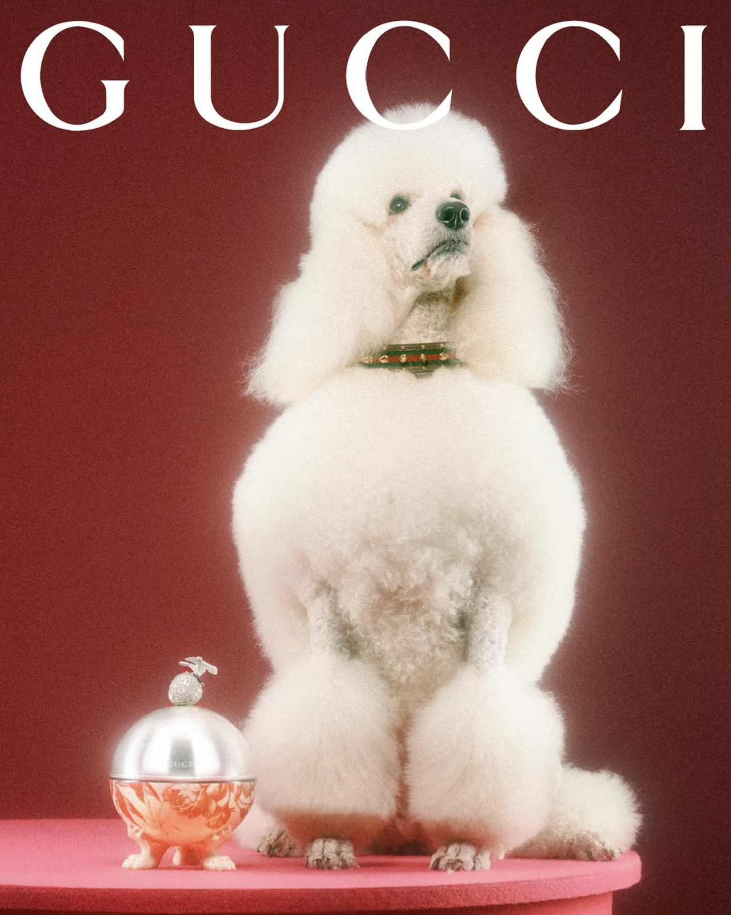 GUCCI PET - PH. MAX SIEDENTOPF