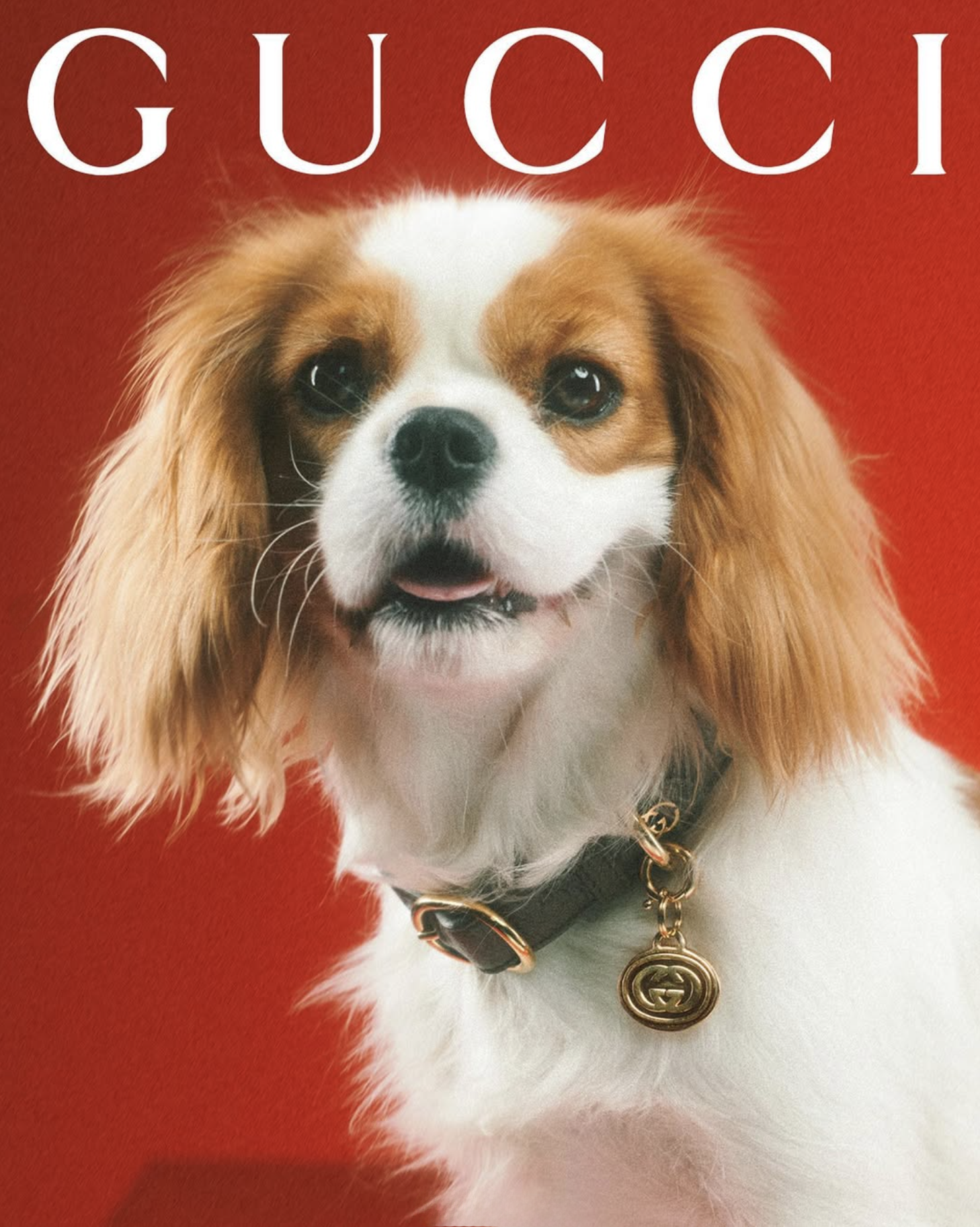 GUCCI PET - PH. MAX SIEDENTOPF