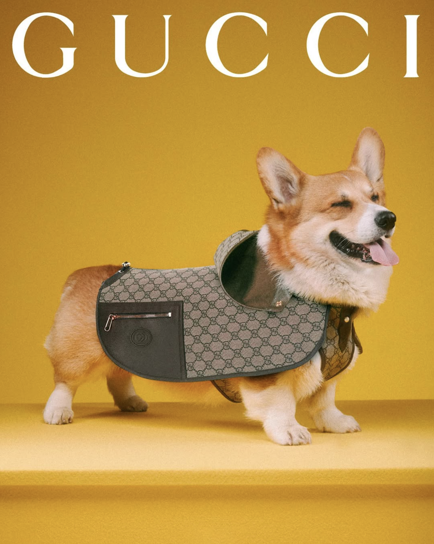 GUCCI PET - PH. MAX SIEDENTOPF