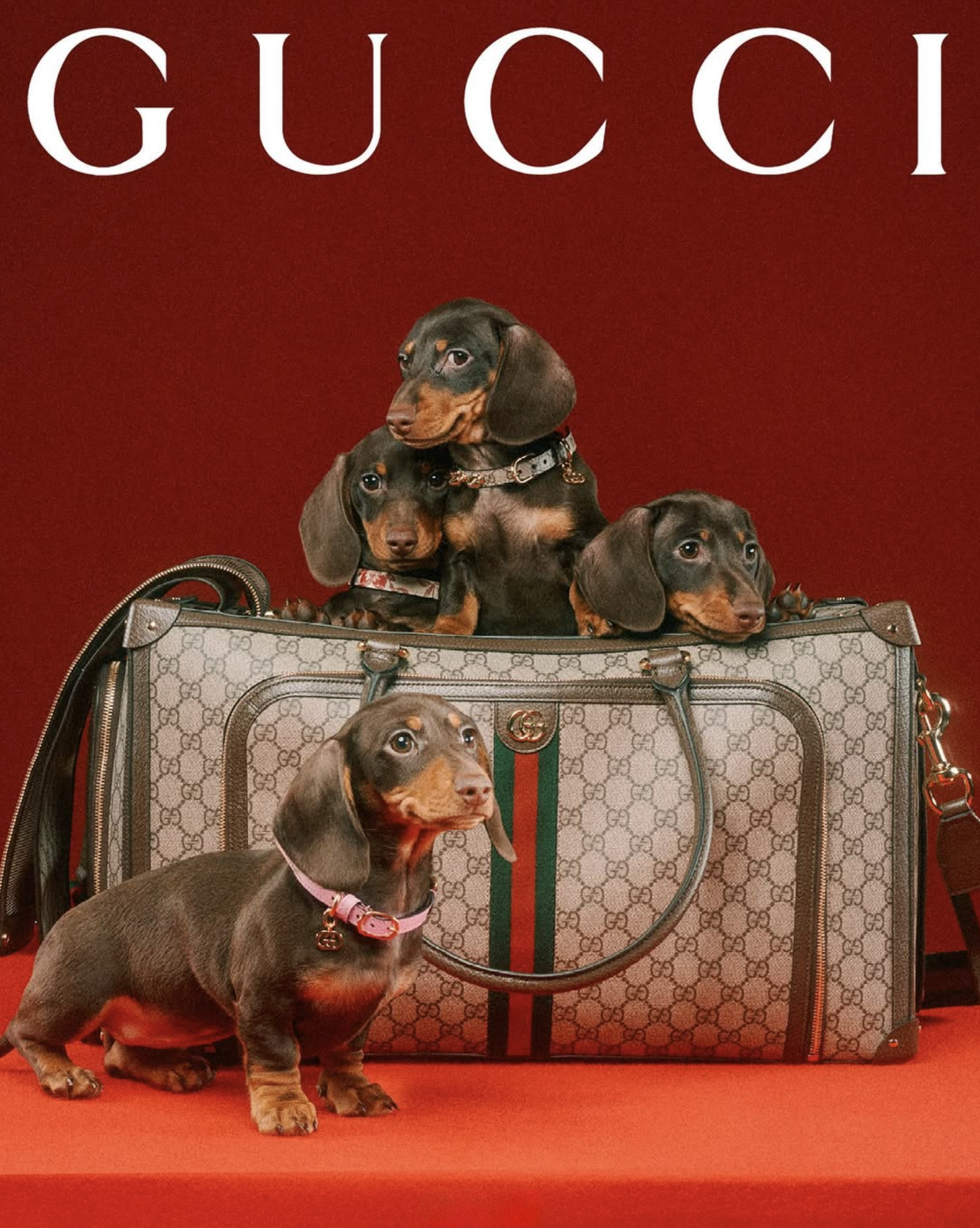 GUCCI PET - PH. MAX SIEDENTOPF
