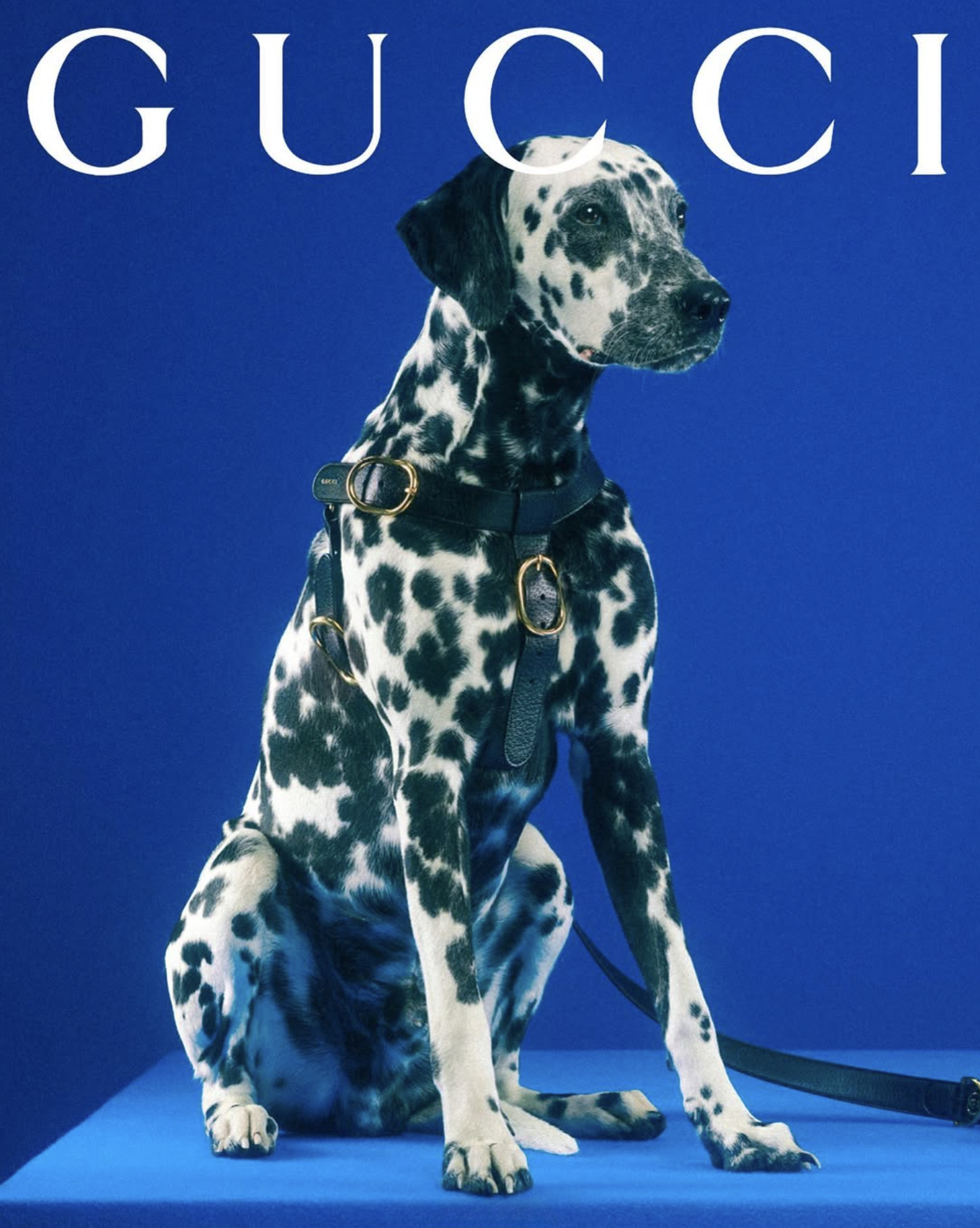 GUCCI PET - PH. MAX SIEDENTOPF