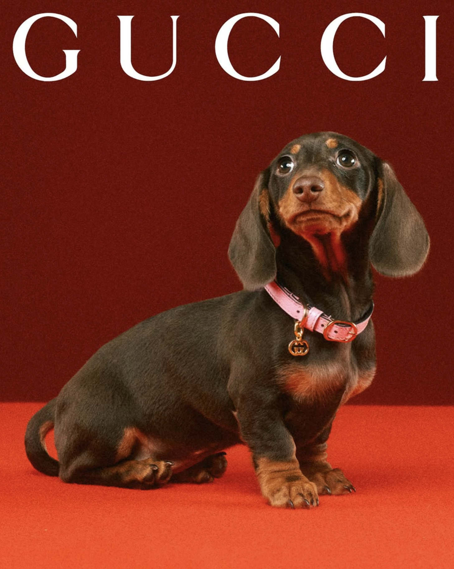 GUCCI PET - PH. MAX SIEDENTOPF