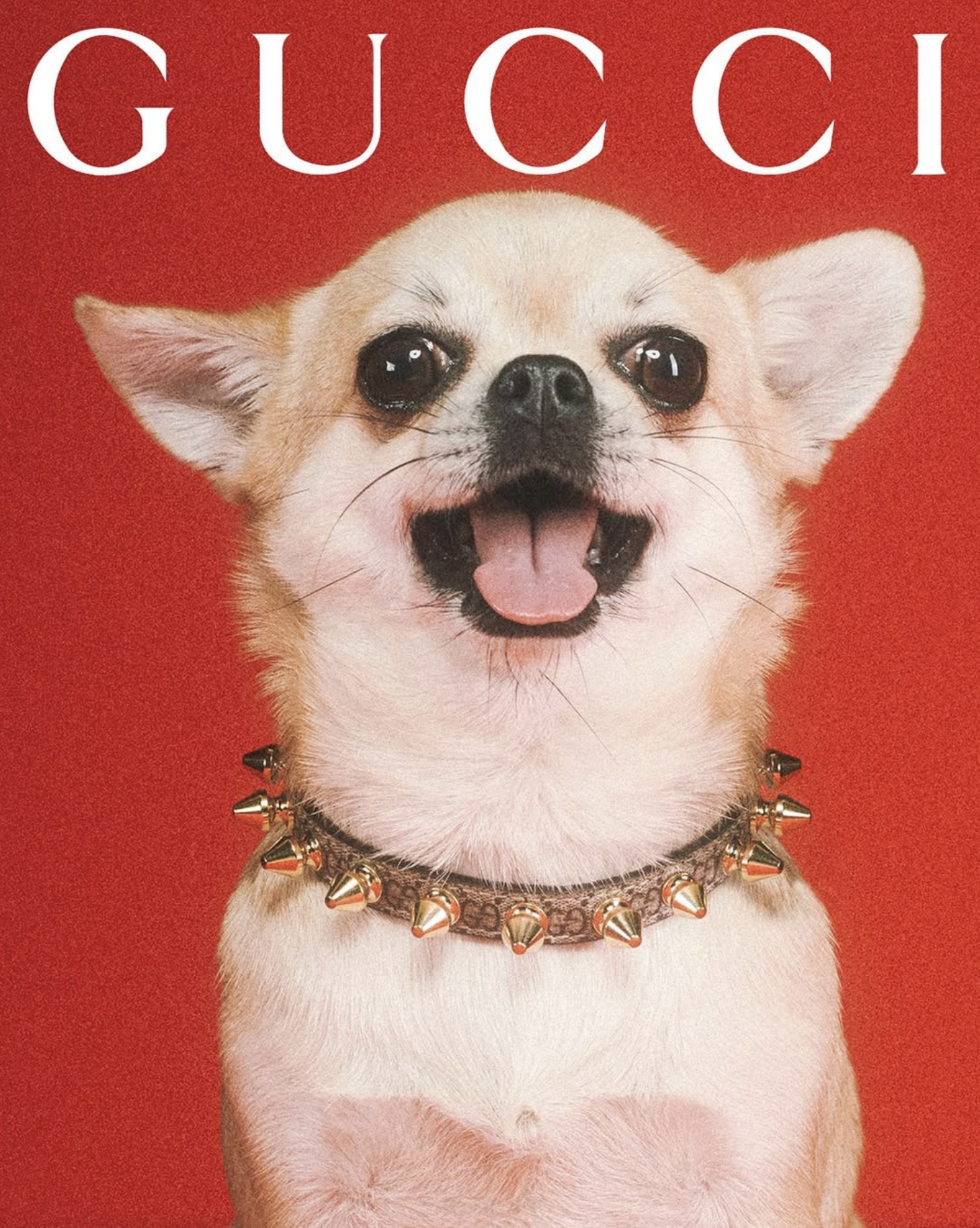 GUCCI PET - PH. MAX SIEDENTOPF