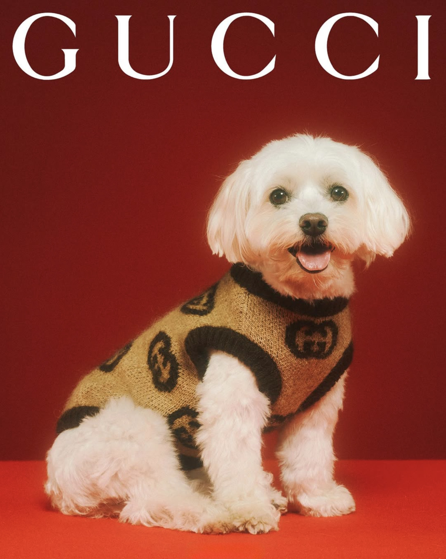 GUCCI PET - PH. MAX SIEDENTOPF