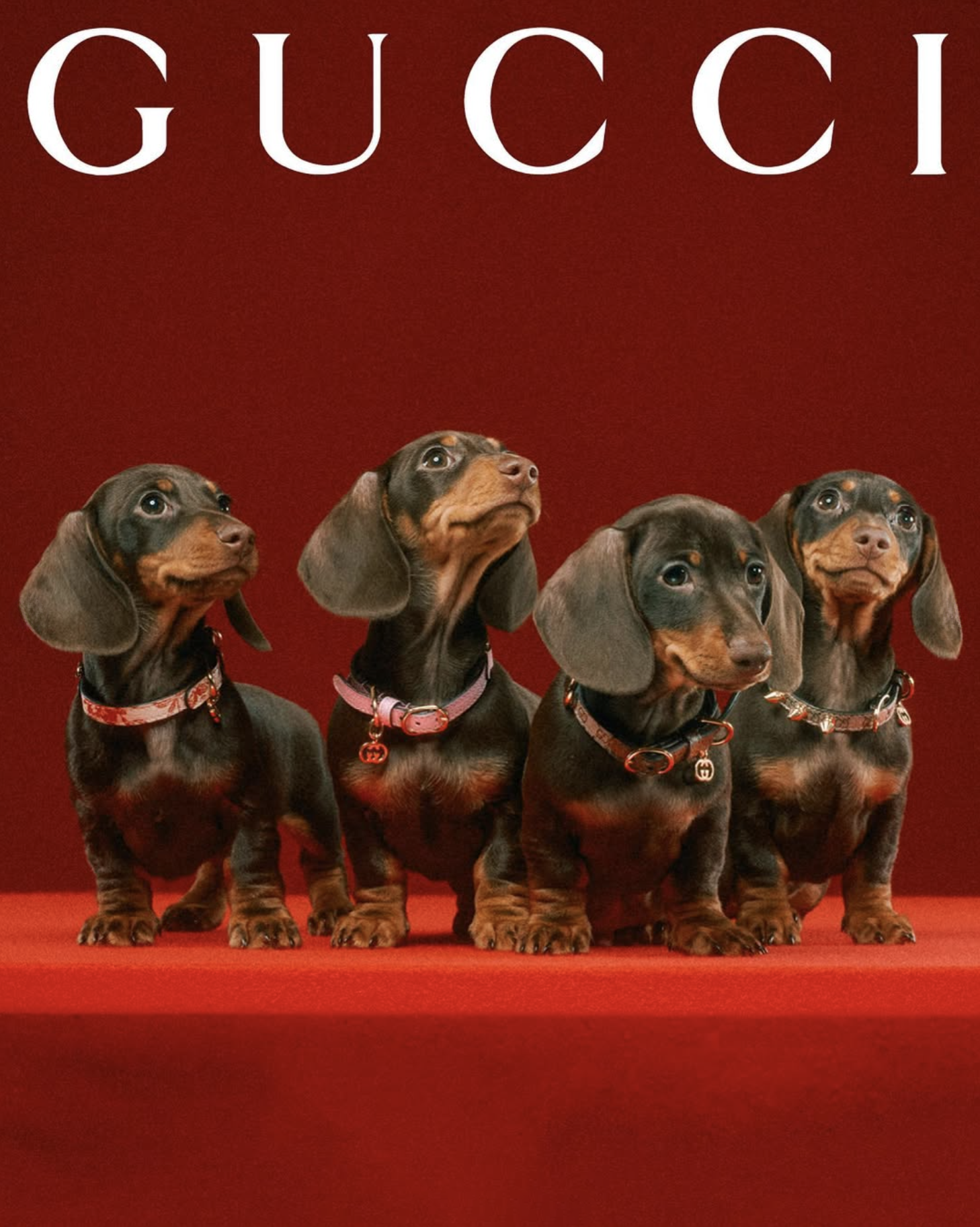 GUCCI PET - PH. MAX SIEDENTOPF