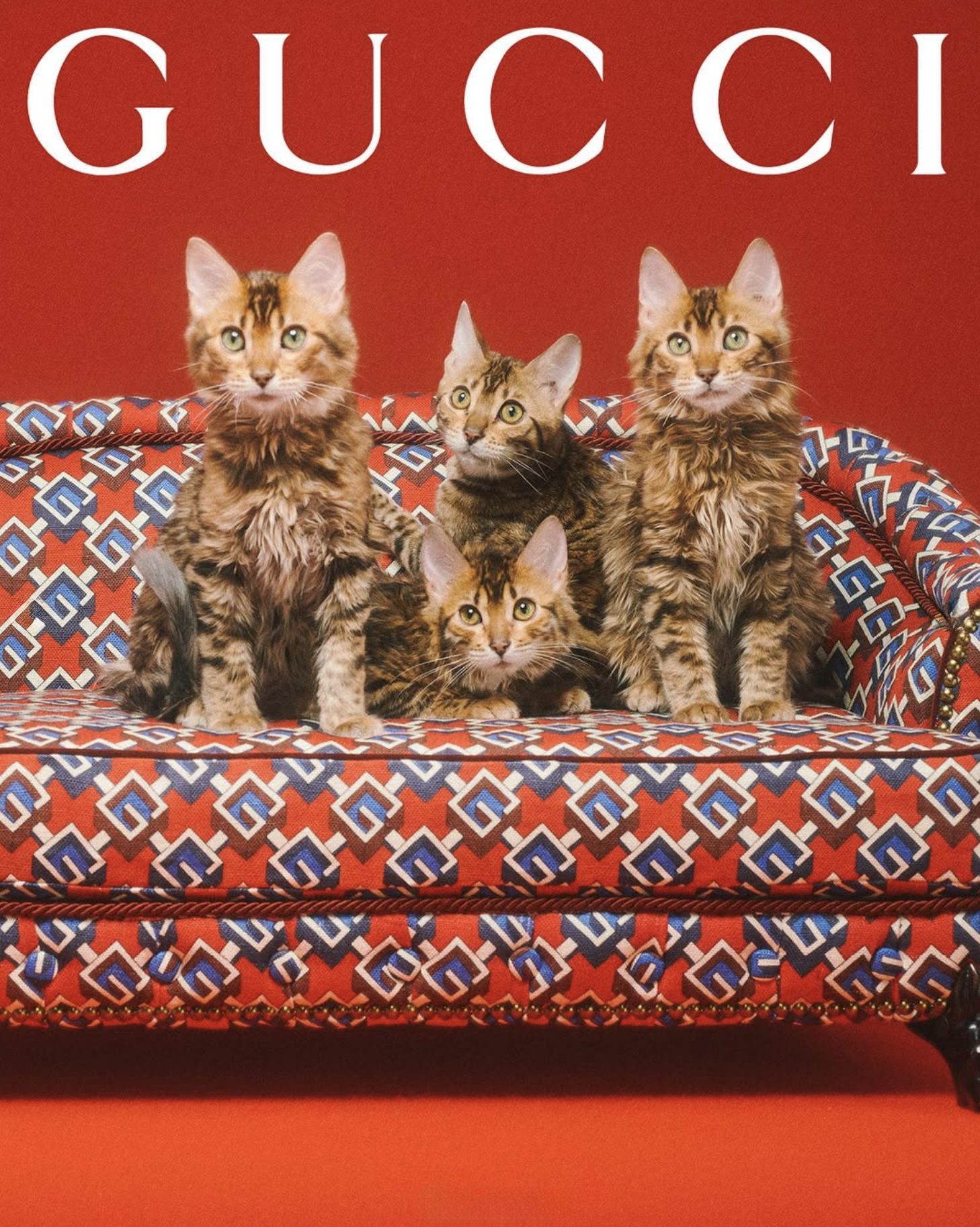GUCCI PET - PH. MAX SIEDENTOPF