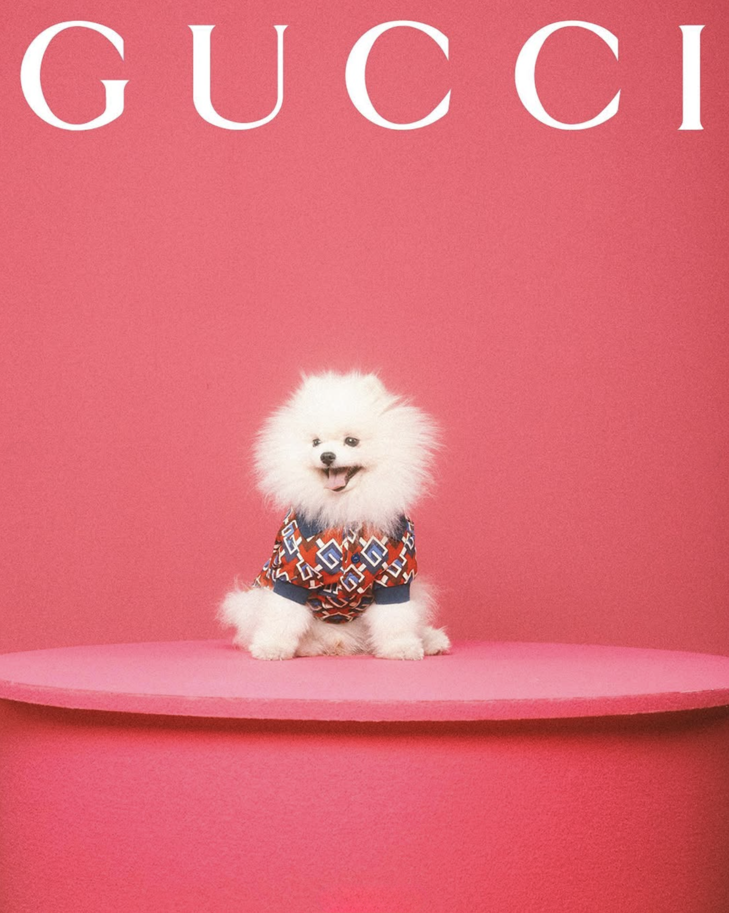 GUCCI PET - PH. MAX SIEDENTOPF