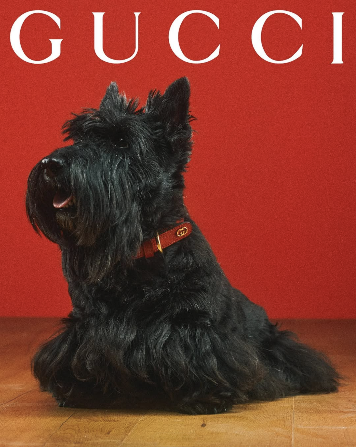 GUCCI PET - PH. MAX SIEDENTOPF