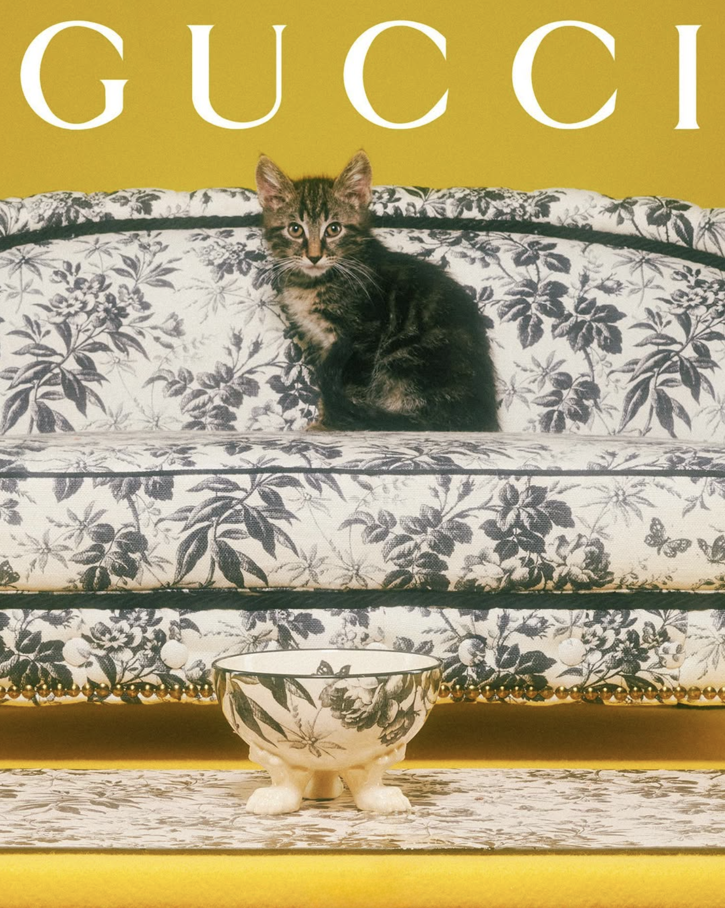 GUCCI PET - PH. MAX SIEDENTOPF