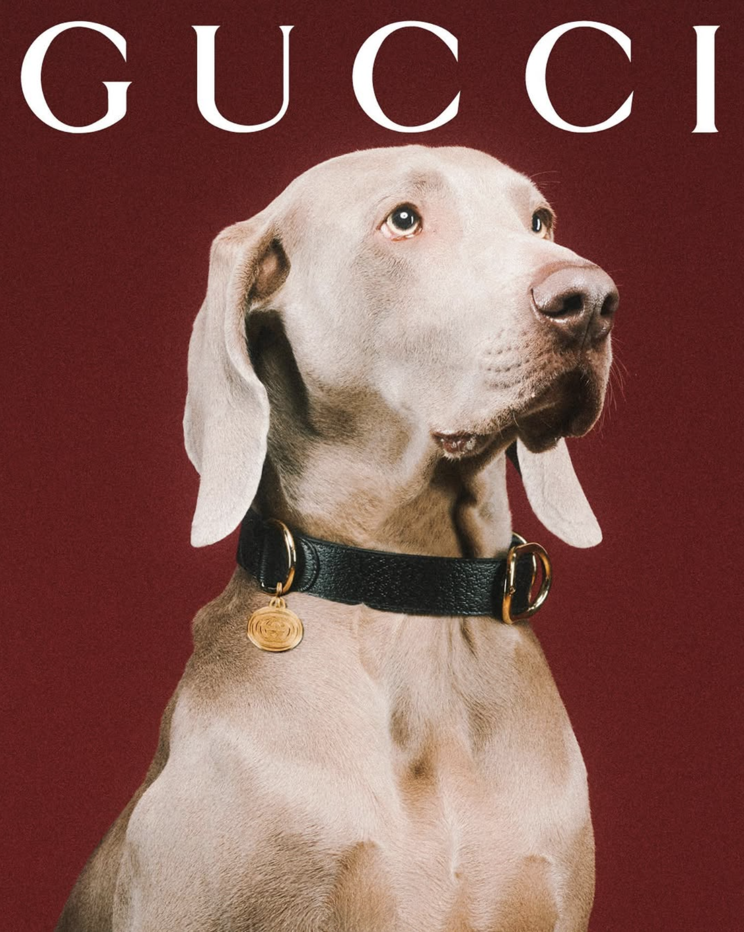 GUCCI PET - PH. MAX SIEDENTOPF