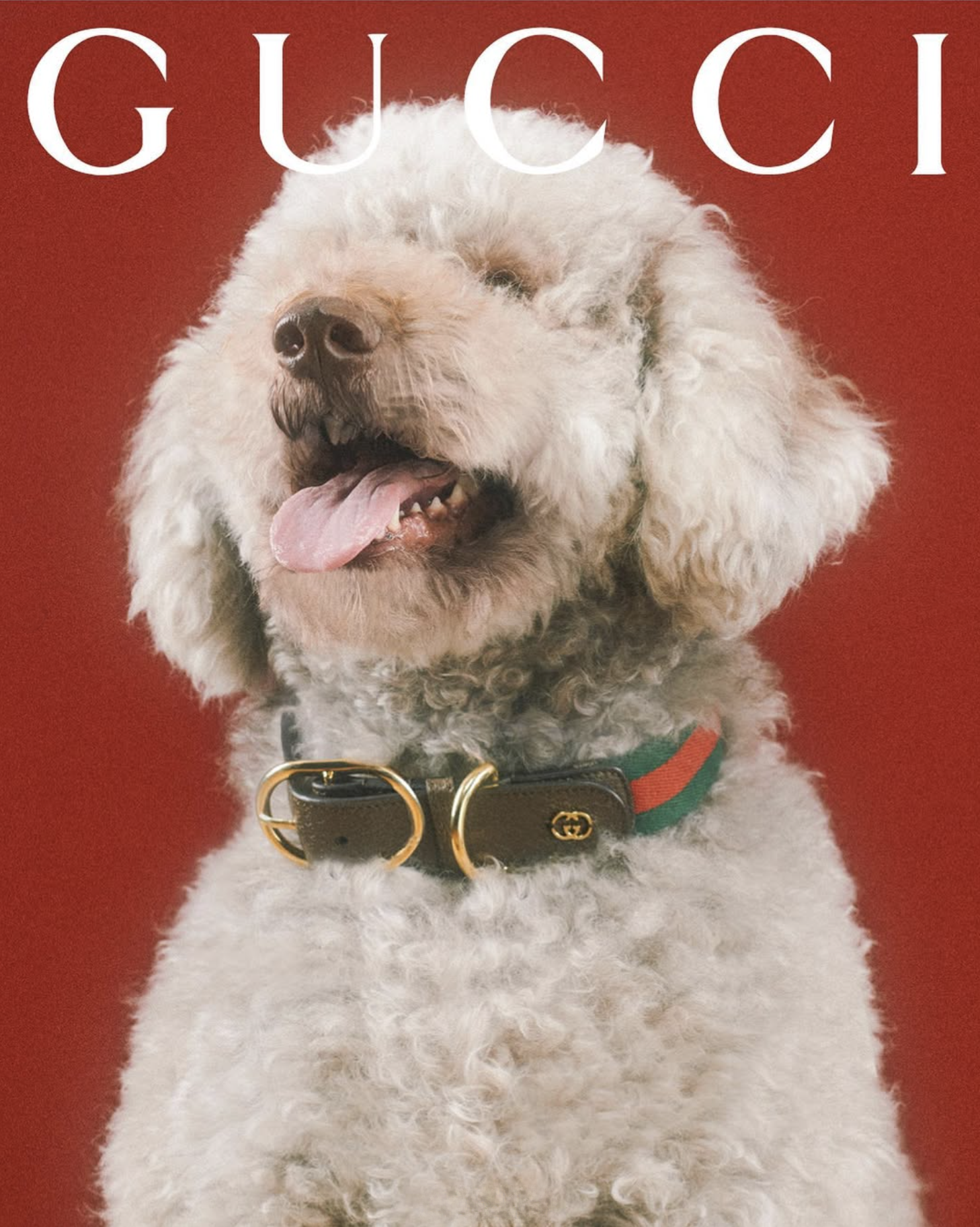 GUCCI PET - PH. MAX SIEDENTOPF
