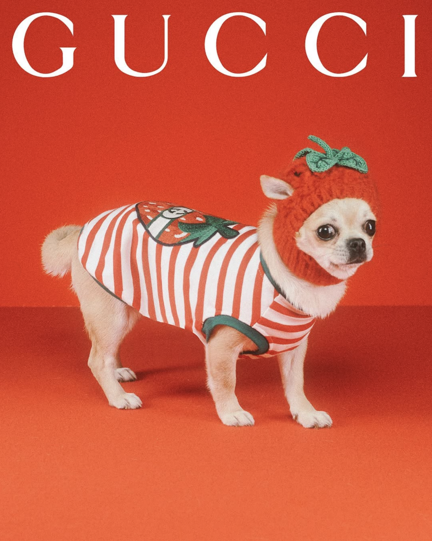 GUCCI PET - PH. MAX SIEDENTOPF