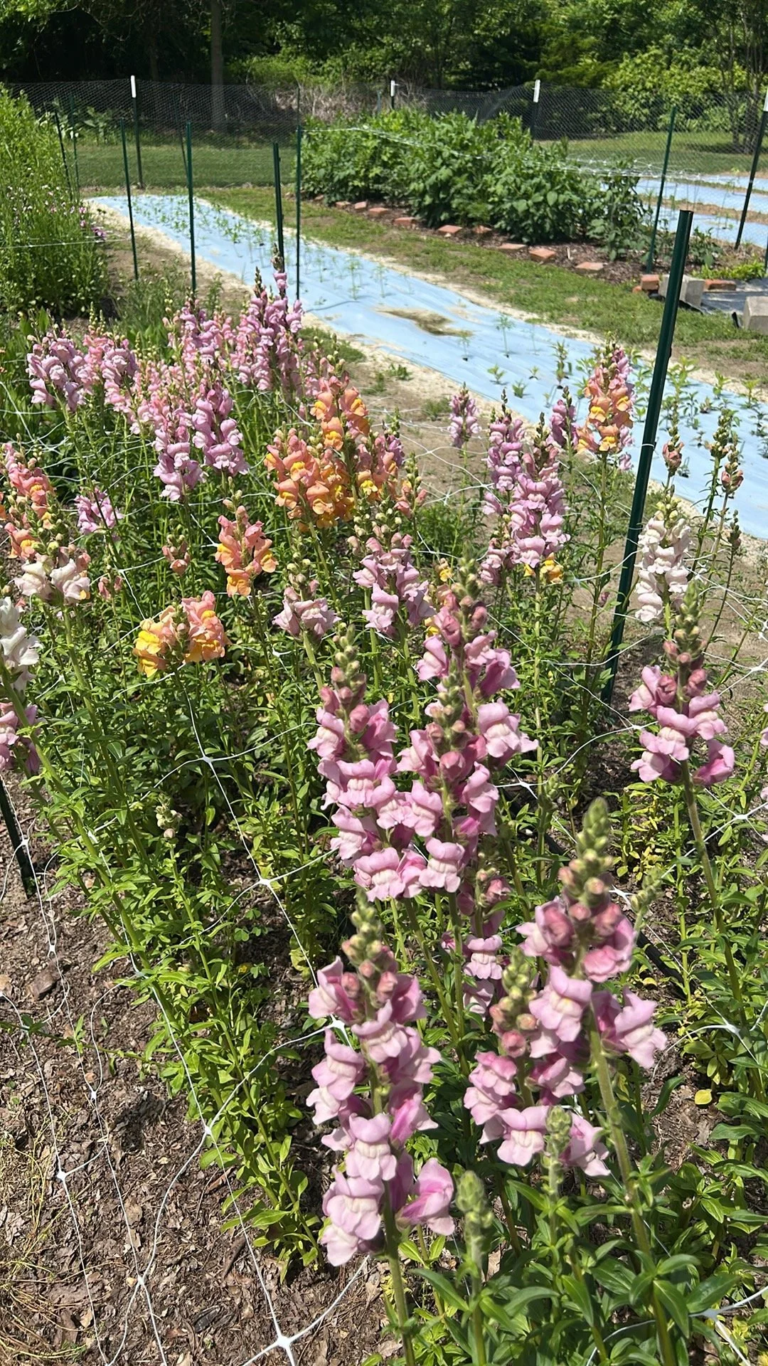 A garden with tall pink and yellow flowers in the foreground, and vegetable beds covered with plastic in the background.