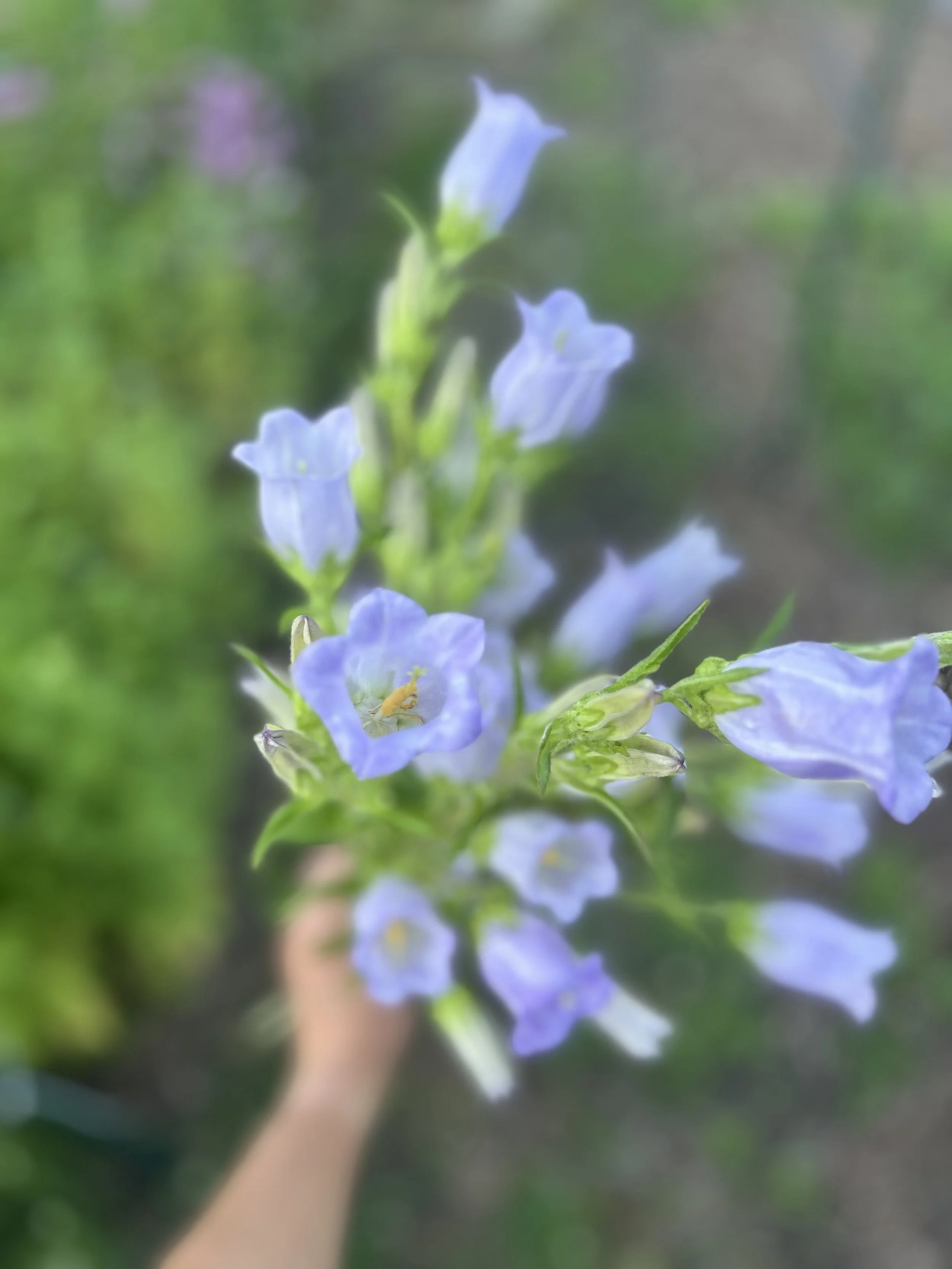 Close-up of a person holding a bunch of bluebell flowers with green stems and leaves, in a garden or natural setting.