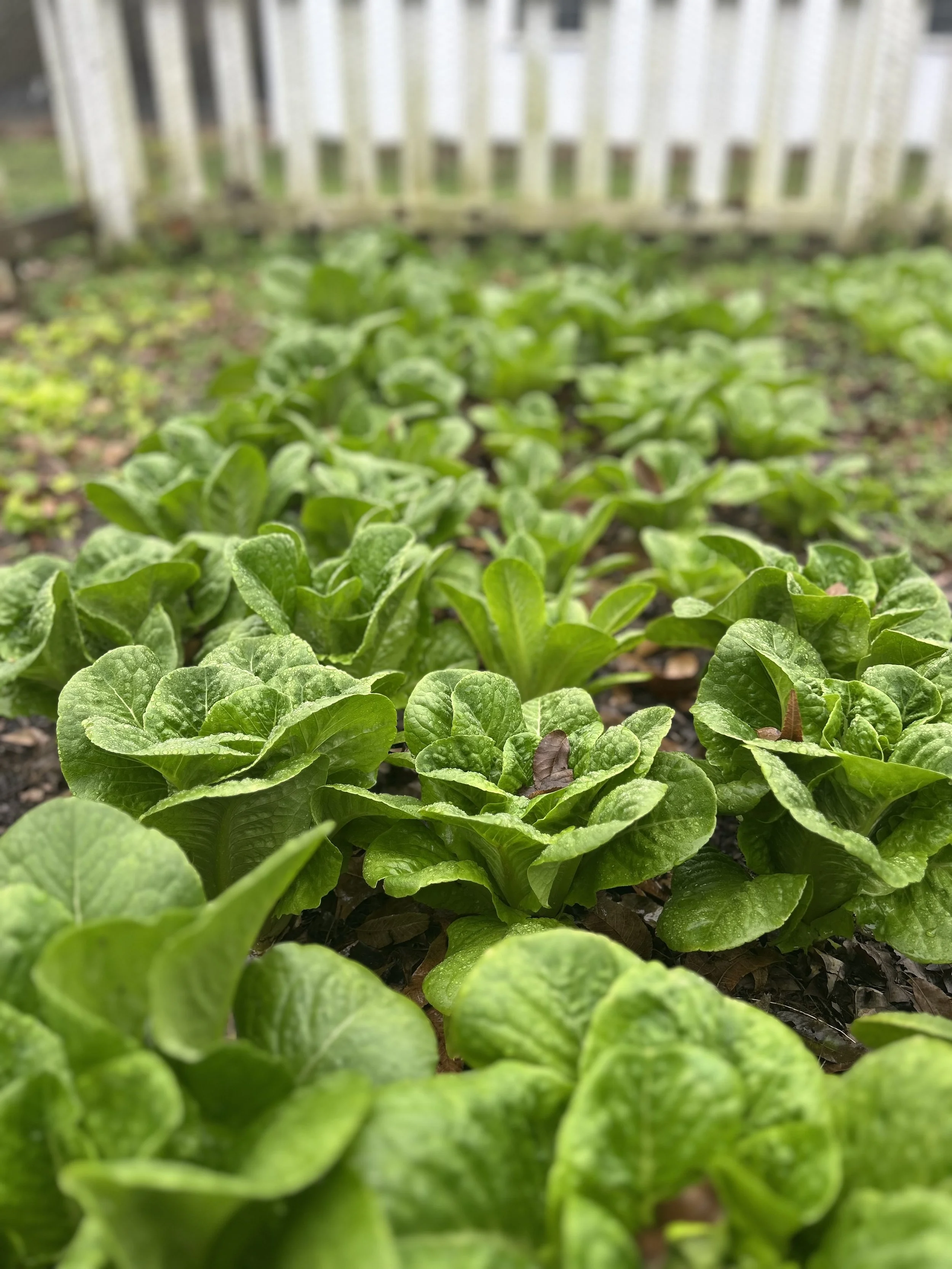 Close-up of green lettuce plants growing in a garden bed with a wooden fence in the background.