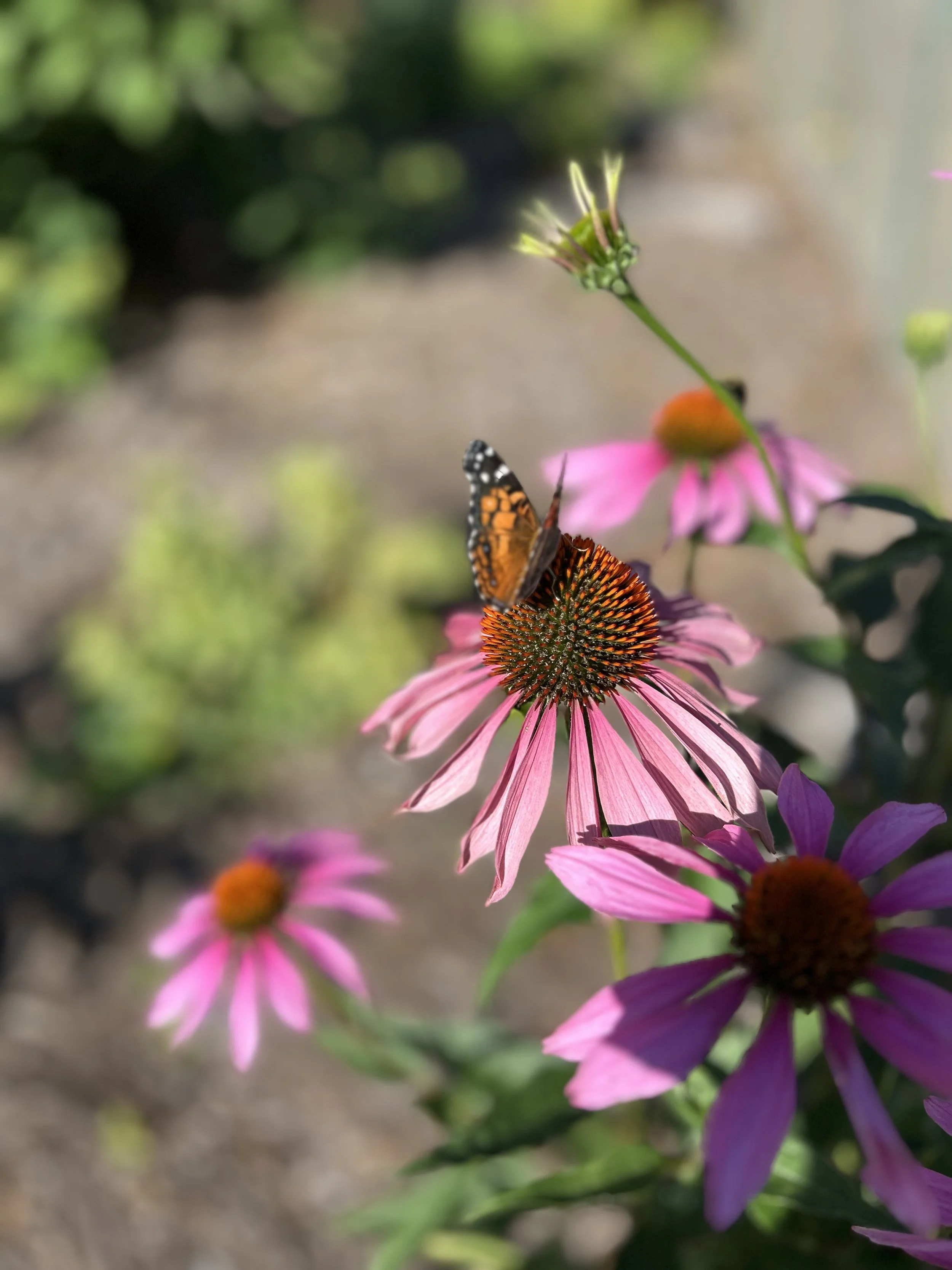 A butterfly perched on a pink coneflower in a garden.