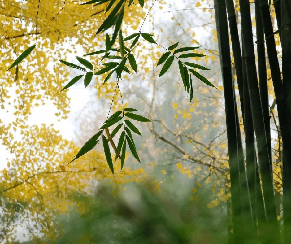 bamboo and another tree