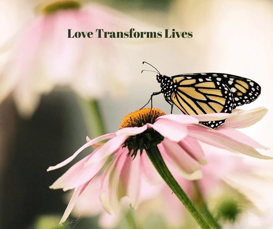 A butterfly resting on a flower with the text 'love transforms lives' displayed next to client testimonials for one-to-one spiritual guidance sessions at the Katarina Tilley Meditation Centre.