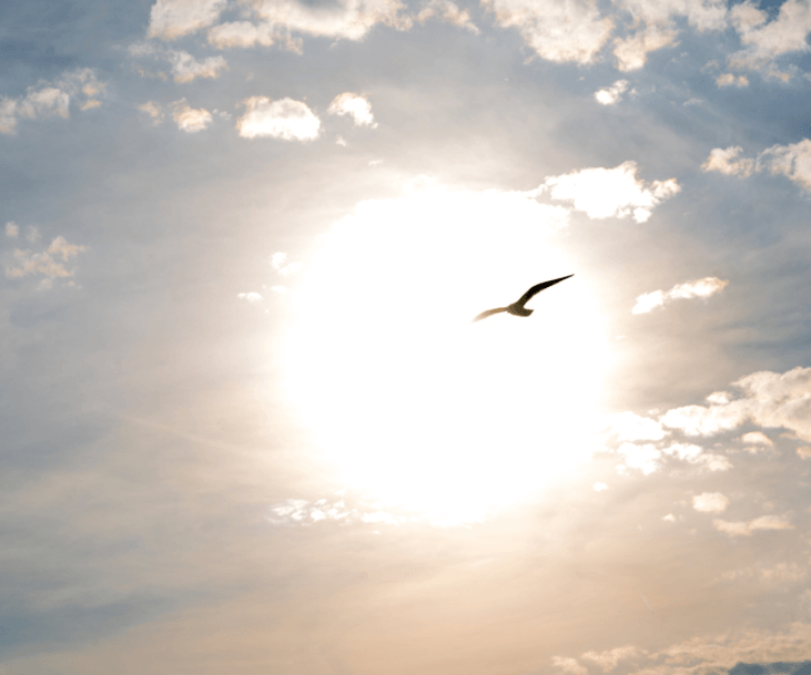 Bird soaring in the sky