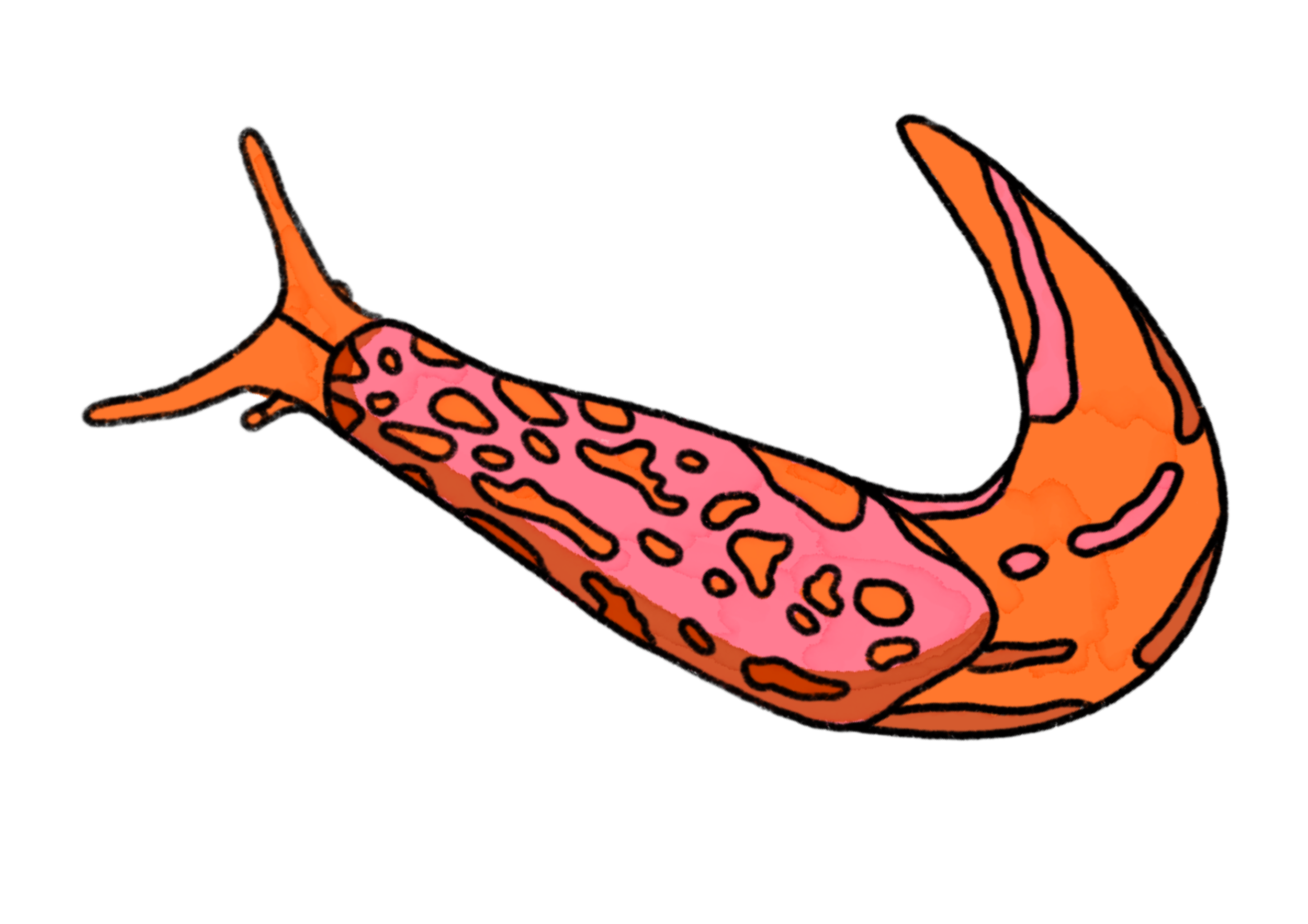 Colorful illustration of a slug with orange and pink patterns on its body.